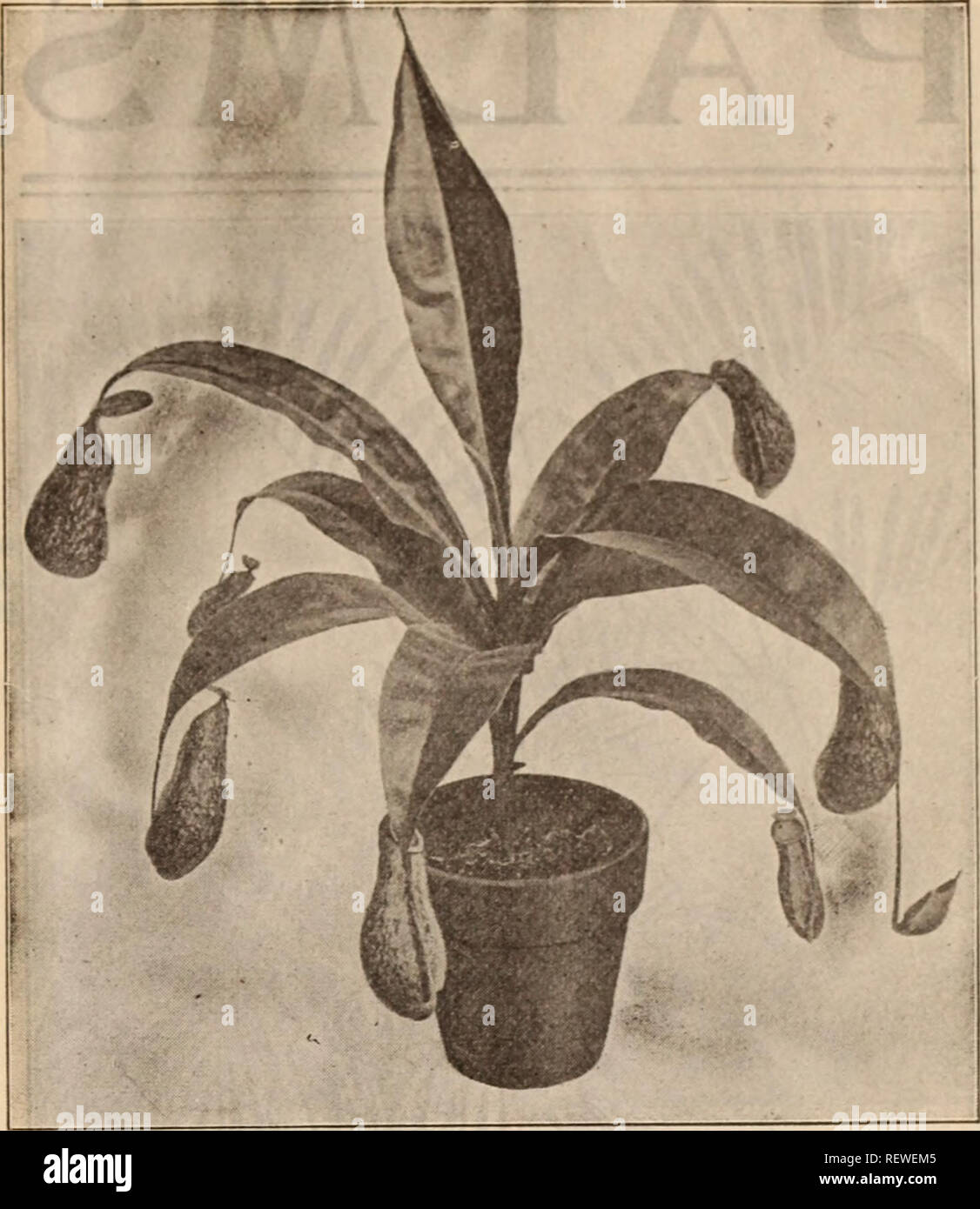 . Dreer's wholesale price list / Henry A. Dreer.. Nursery Catalogue. MARANTA VITTATA NEPENTHES (Pitcher Plant) Gracilis. 2'/&lt;i-inch pots, Isolepis. cts. per doz.; $4.00 per 100. Lagerstroemia Crape Myrtle). Indica. Delicate soft-pink. Alba. Pure white. Strong plants, 5 and 6 inch pots, 35 cts. each. Pandanus Pacificus. A beautiful species with broad, massive dark green foliage. Each 4-inch pots ^50 R &quot; =' 1 00 Lapageria. Rosea. 5-inch pots, $1.50 each. | Alba. 5-inch pots, $2.00 each. Marantas, Six Choice Varieties. Jnsignes Makoyana 'Rosea Lineata Each . 35 50 Each Sanderi 75 Van den  Stock Photo