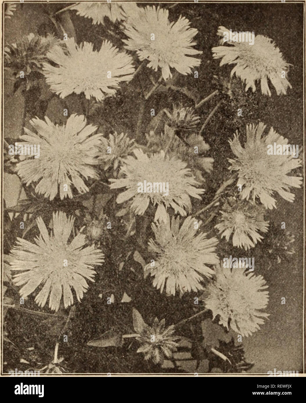 . Dreer's wholesale price list / Henry A. Dreer.. Nursery Catalogue. 52 HENRY A. DREER, PHILADELPHIA, PA., WHOLHSALE PRICE LIST. STOKESIA CYANEA (Comflower Aster) Scutellaria (Skull Cap). Per doz. Per 100 Caelestina. 3-inch pots $1 00 $7 00 Sedum (Stonecrop). Acre. 4-inch pots 85 6 GO Album. Divisions. 4-inch pots 85 6 00 Japonica Macrophylla. 4-inch pots 1 00 7 00 Lydium Glaucum. 3-inch pots 1 00 7 00 Sexangulare. 4-inch pots 85 6 00 Spectabilis Atropurpureum. Showy heads of hand- some deep rosy-crimson flowers . 1 00 7 00 Spectabilis Brilliant (new). The brightest of the up- right growing so Stock Photo