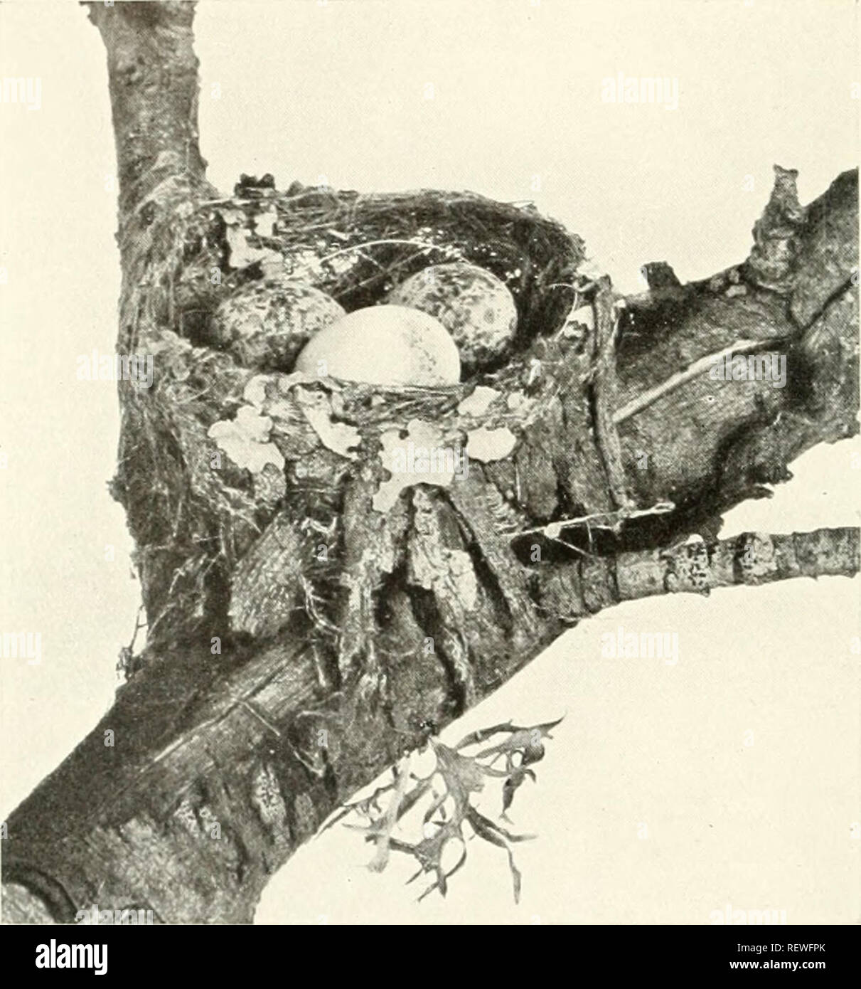 . The Emu. Birds -- Periodicals; Birds -- Australasia Periodicals. The Emu, I'oL VII. PLATE XIII.. Nest and Eggs of Brown Flycatcher (Mkrcvca fasciiians), with Egg of Square-tailed Cuckoo (Cacomantis variolosus). (Nearly natural size.) From * phoTo. by s w. jackson.. Please note that these images are extracted from scanned page images that may have been digitally enhanced for readability - coloration and appearance of these illustrations may not perfectly resemble the original work.. Australasian Ornithologists' Union; Royal Australasian Ornithologists' Union. Melbourne : Australasian Ornithol Stock Photo