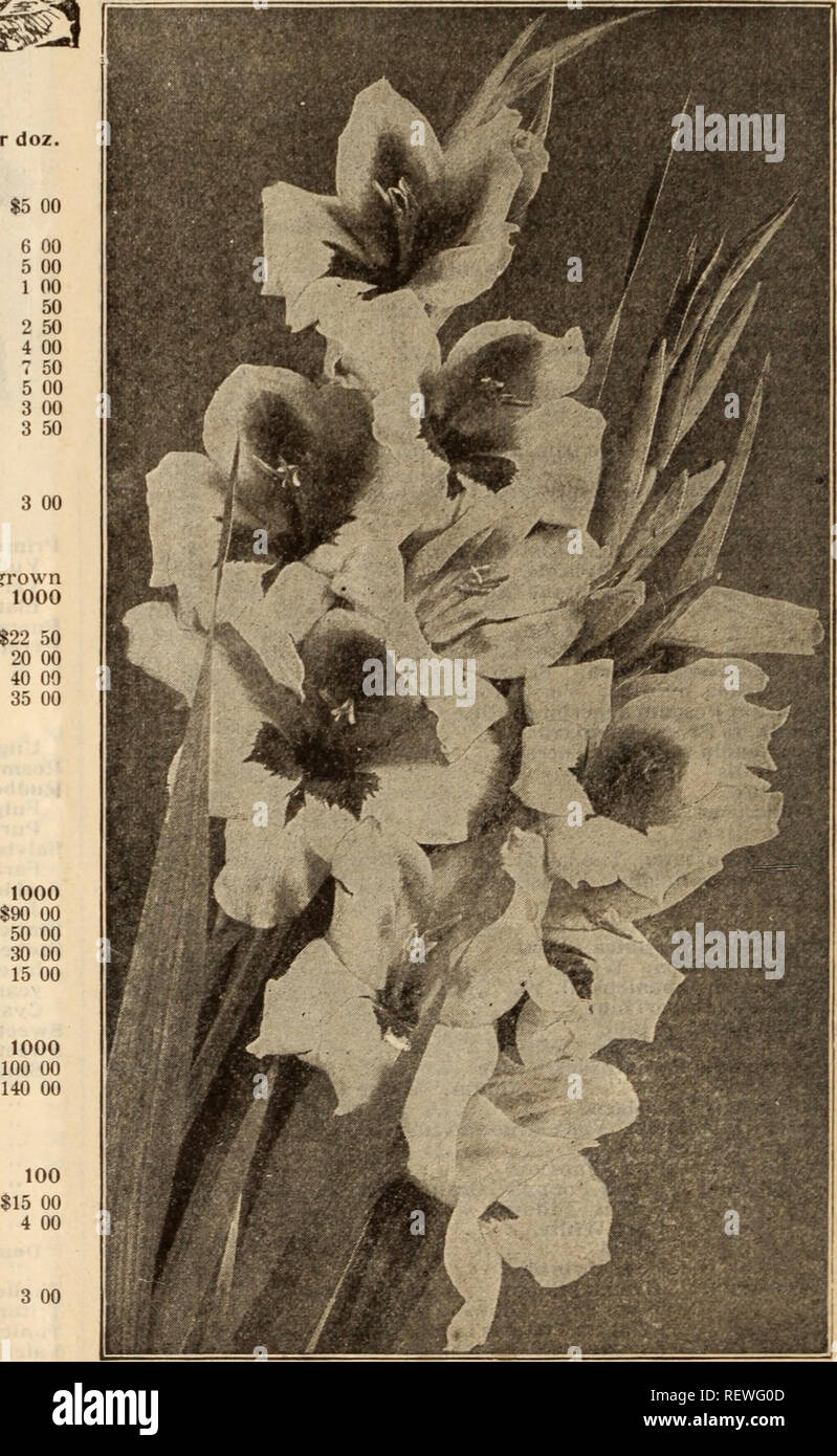. Dreer's wholesale price list / Henry A. Dreer.. Nursery Catalogue. New and Extra Choice Gladiolus. America. The finest for cuttintj. Color, a beautiful soft flesh pink. 50 cts. per dozen; $3.75 per 100; $35.00 per 1000. Blanche. The finest white of the Giant or Childsii type, immense flowers of pure white, lightly marked with pale rose, splendid for cutting. 90 cts. per dozen; $6.50 per 100. Blue Jay (Baron Hulot). Rich, deep violet blue. 75 cts. per dozen, $5.00 per 100. Cardinal. The most brilliant cardinal-scarlet yet introduced; large flowers in fine spikes. $1.00 per dozen; $7.00 per 10 Stock Photo