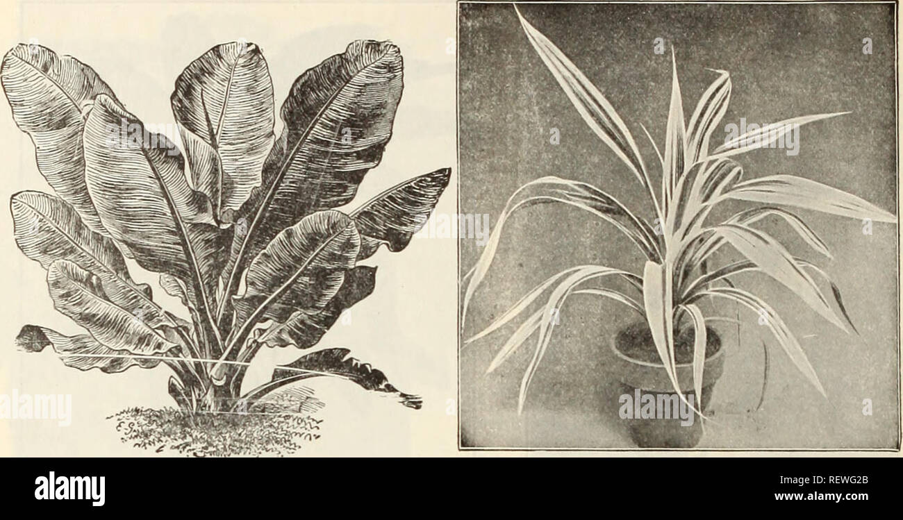 Plants And Flowers From The Philippines High Resolution Stock Photography And Images Alamy