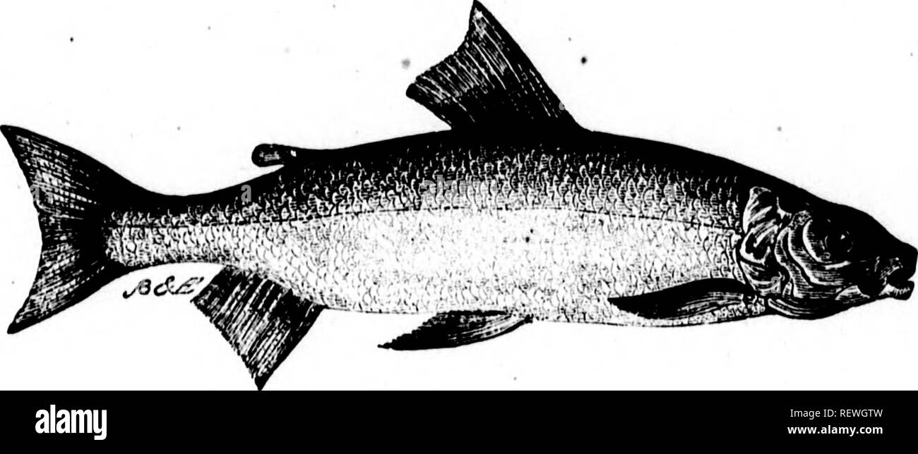 . Frank Forester's fish and fishing of the United States and British provinces of North America [microform] illustrated from nature by the author. Fishing; Fishes; Pêche sportive; Poissons. AnnoMINAL MALACOITERYGII. SALMONID.K. 141 SAl.MUNlUil::.. !S '. , ;-.,!' THE WHITE-FISH. ATTIHAWMEG. Coregonus Alhus; Le Sueur, Cuvier. This and the succeeding fish are the last two of the Salmon family, and the only two of their own peculiar sub-genus found within the limits of the United States and British Provinci-', although there are several other specie's in the Arctic regions. » * In Europe they have Stock Photo
