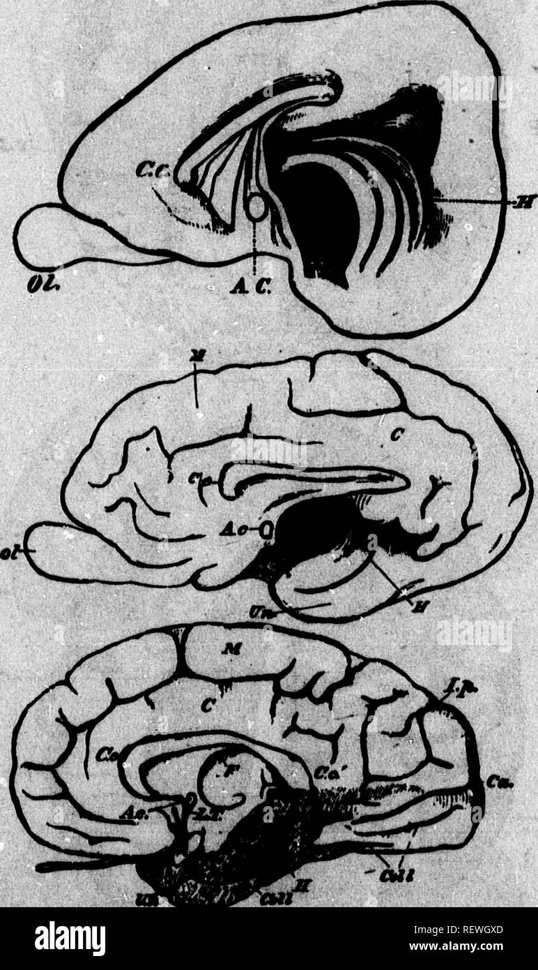 . A text-book of animal physiology [microform] : with introductory chapters on general biology and a full treatment of reproduction, for students of human and comparative (veterinary) medicine and of general biology. Physiology, Comparative; Veterinary physiology; Physiologie comparée; Physiologie vétérinaire. bebrates is , and as a m of man « bwinior nearly I, In the middle; itlobe: atem- paanra-paratal 11 perpandlonlar I the male bhe female, erable, am THE BRAIN. 518 not comparable in degree to those that distinguish man from even the highest apes, the br^ of the latter weighing not 5??ro ^^ Stock Photo