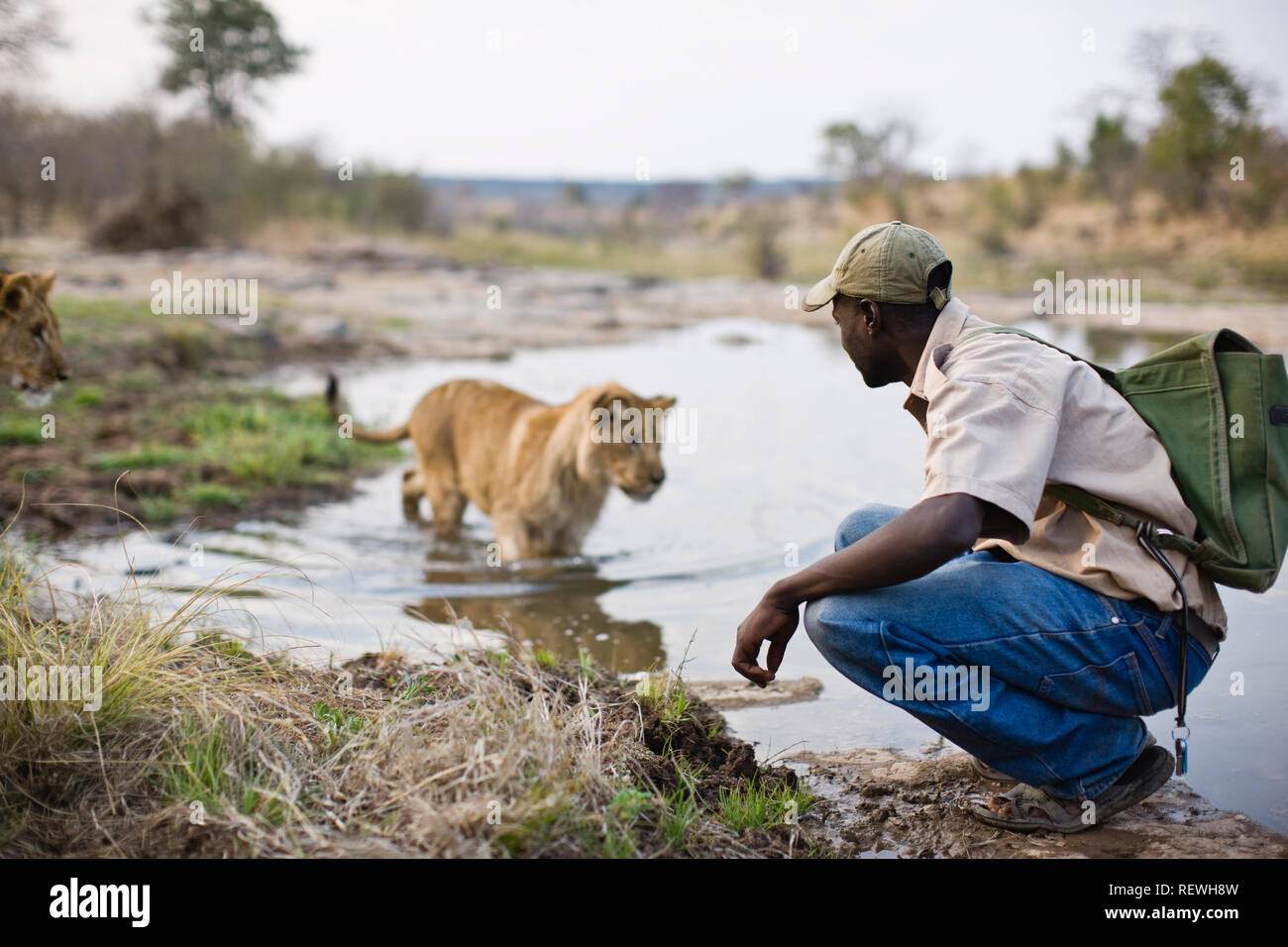 Mid-adult man crouching beside a lion on a pond. Stock Photo