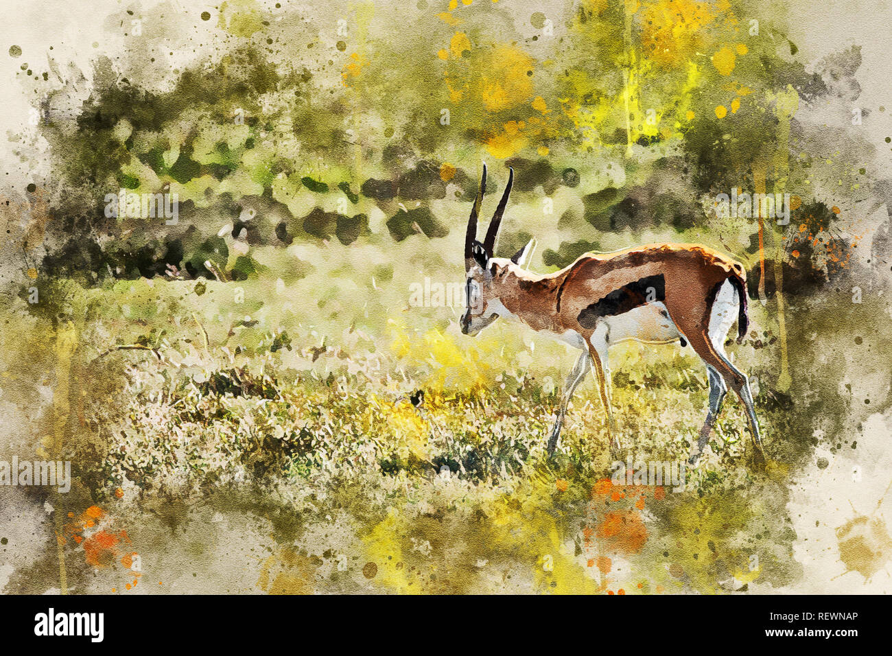 Wild Thompson's gazelle or Eudorcas thomsonii in savannah Stock Photo ...