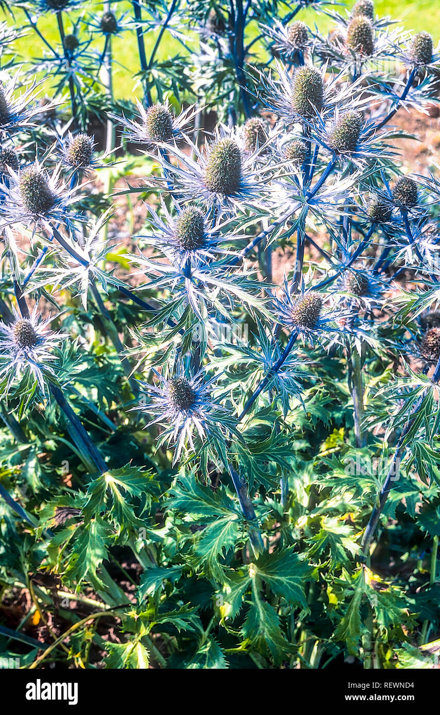 Bed of Eryngium alpinum Blue Star in full flower also called Sea Holly and is a herbaceous perennial that is fully hardy Stock Photo