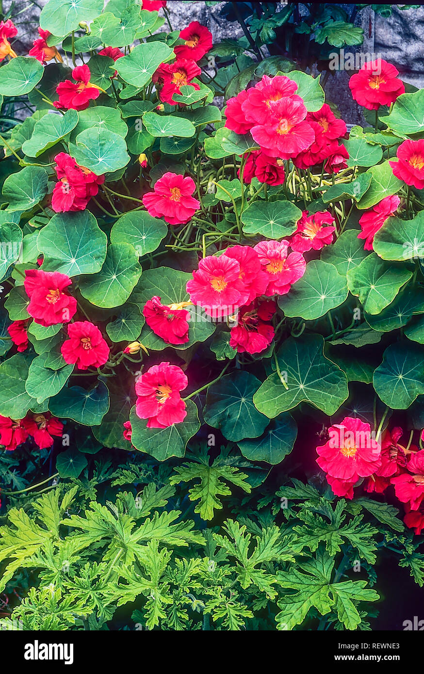 Acid soil hires stock photography and images Alamy