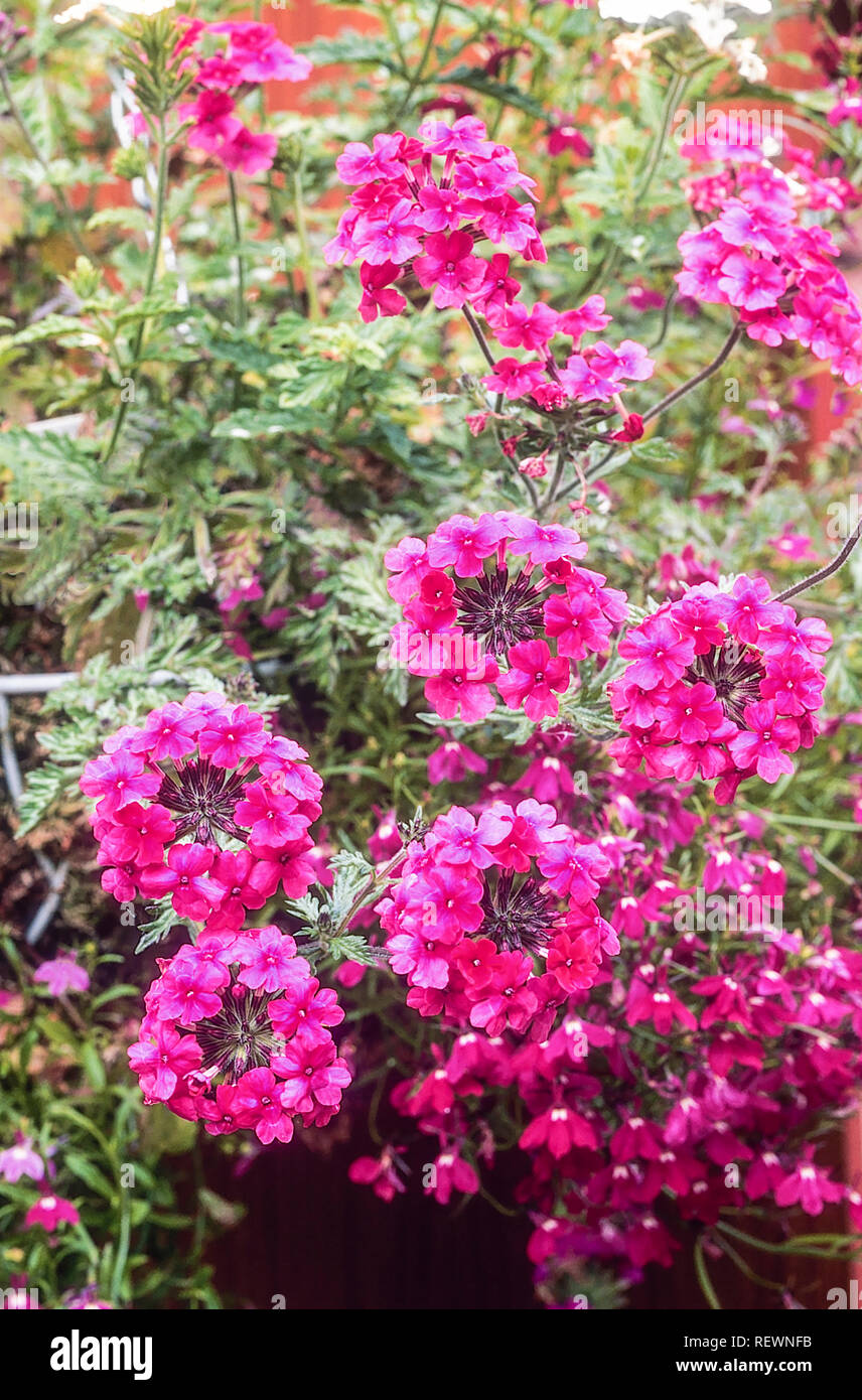 Verbena Sissinghurst Pink in herbaceous flower border.  A summer flowering mat forming perennial that is frost hardy. Stock Photo