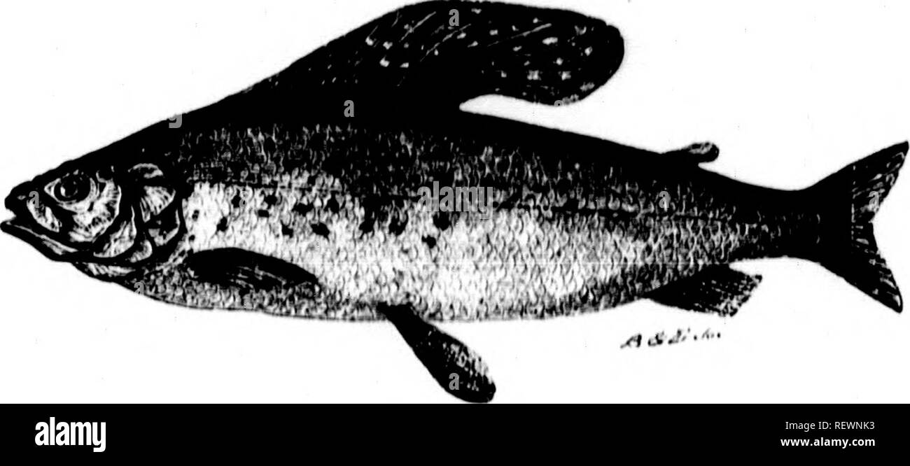 . Frank Forester's fish and fishing of the United States and British provinces of North America [microform]. Fishes; Fishing; Poissons; Pêche sportive. HAI.MONIUA 131 AUDOMINAL MALACOP&quot;. ERYGIl. flAl.Mt&gt;NII)/&amp;,. BACK'S GRAYLING. THE ARCTIC ORAYLINO. Thymallua Signifer; Richardson, Cyxv'wx.—Hewlook-powak ; Esquimaux.- 8on Bleu; Can. Voy. -Poia- The exceeding beauty, and romarkaljly game qualities of this noble fish, have induced me to give him a place in these pages, to which his place of nativity hardly entitles him, as ho is, 1 fear, to be found no where southward of the 62nd para Stock Photo
