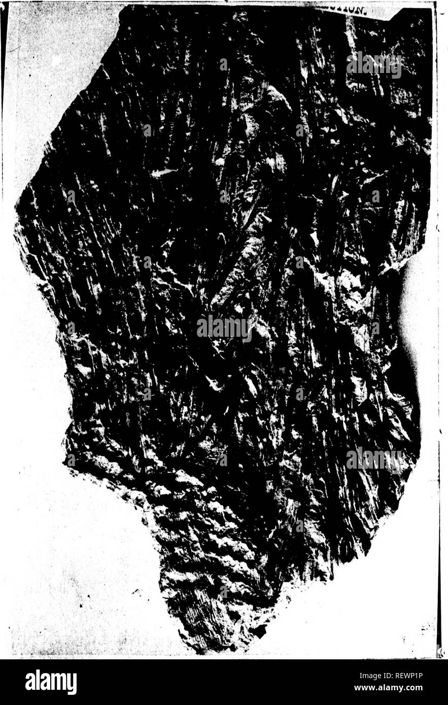 . On the genus Lepidophloios [microform] : as illustrated by specimens from the coal formation of Nova Scotia and New Brunswick. Paleobotany; Paleobotany; PalÃ©obotanique; PalÃ©obotanique. â f&quot; I. [sin I. w. tawson] Trans. 1897. Sec. IV.âPi.mh III. ON THE GENUS LEPIDOPHLOIOS. 'ZMii^$;S''- h ^P^jfc^^BEffi i ^^H||Bk^^I^ .)ii^ J^ 'Vj^^ft ,3,, 'i t i I 83. Please note that these images are extracted from scanned page images that may have been digitally enhanced for readability - coloration and appearance of these illustrations may not perfectly resemble the original work.. Dawson, J. W. (John Stock Photo