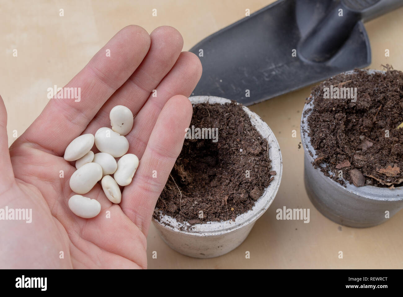 Planting of beans in small pots. Gardening work in home conditions. Light background. Stock Photo