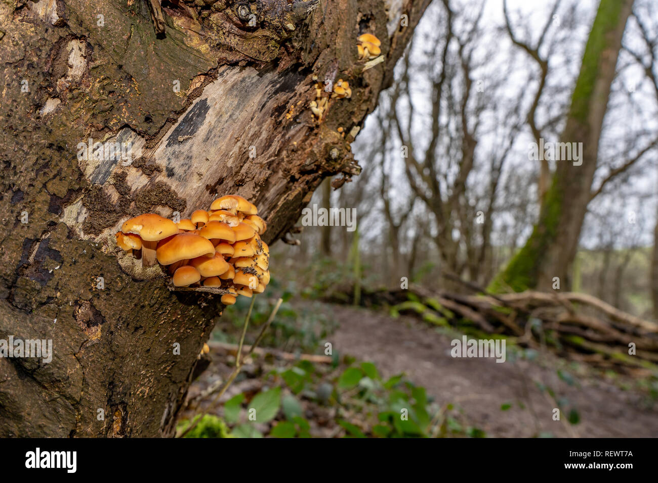 Velvet shank fungi on tree trunk in a winter woodland Stock Photo