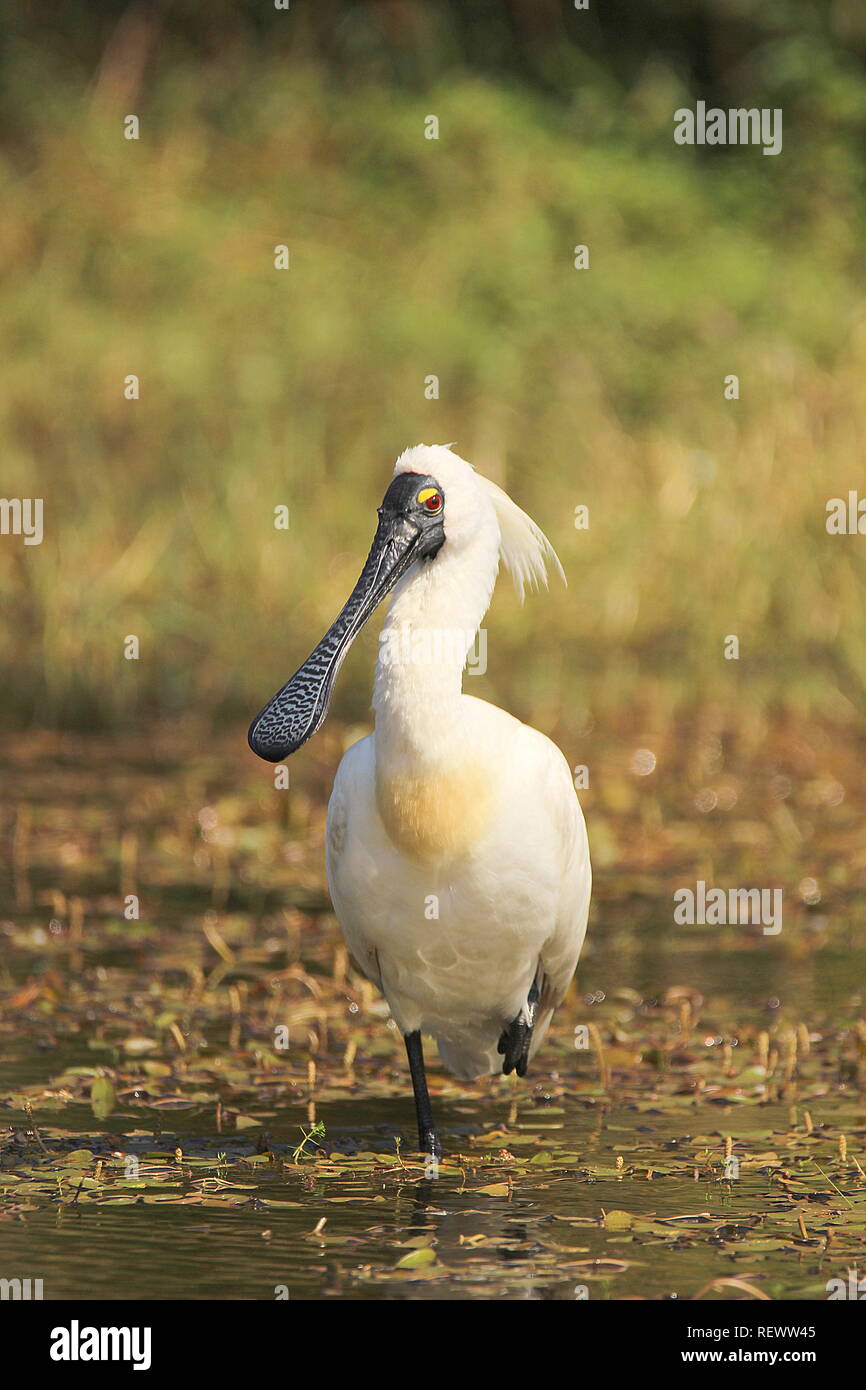 Royal spoonbill crest hi-res stock photography and images - Alamy