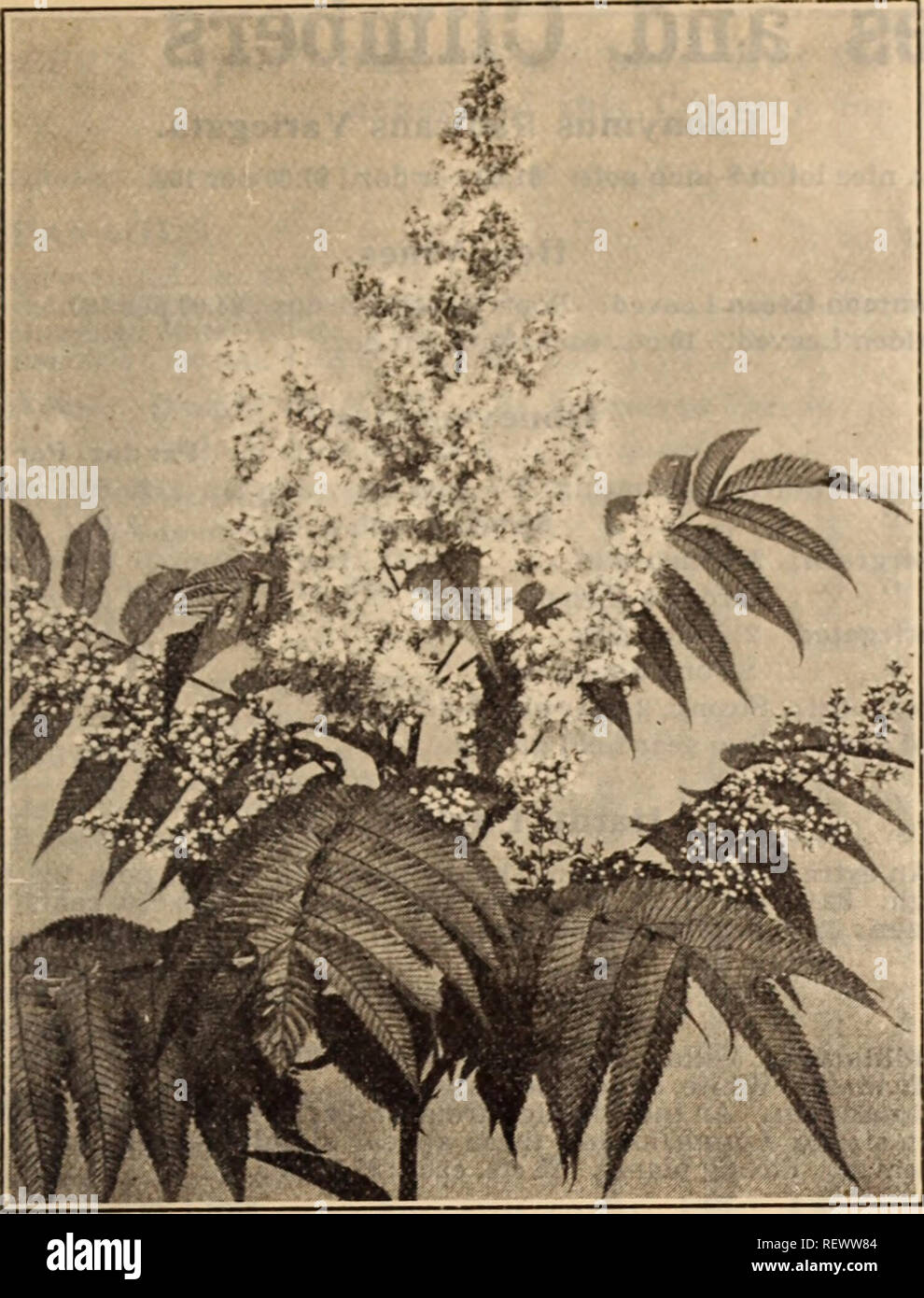 . Dreer's wholesale price list / Henry A. Dreer.. Nursery Catalogue. HENRY A. DREER. PHILADELPHIA, PA . WHOLESALE PRICE LIST 55. spir.^&lt;:a sorbifolia stellipeda Rhododendron Punctatum. A distinct native species of compact spreading habit, splendid for exposed positions, being absolutely hardy, producing masses of medium sized purplish-rose colored flowers. 75 cts each. Golden Variegated Privet. (Ligustrum Ovalifolium Aureum.) A fine lot of bushy plants of this useful, ornamental, golden variegated shrub, 18 inches high. 12.00 per doz.; $15.00 per 100. New Spiraea Bumaldi &quot;Walluf.&quot; Stock Photo