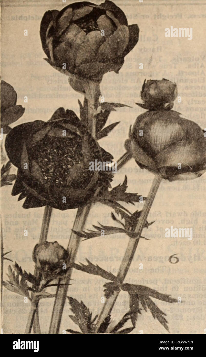 . Dreer's wholesale price list / Henry A. Dreer.. Nursery Catalogue. HENRY A. DREER, PHILADELPHIA, PA., WHOLESALE PRICE LIST 33. NEW TROLLIUS OR GLOBE FLOWERS Thermopsis. Per doz. Per 100 Trollius (Globe Flower' Europseus. 3-inch pots . • Japonlcus Excelsior. 3-inch Orange Qlobe. 3-inch pots Asiaticus Flore Crocea. 3-inch pots pots Per doz. $1 50 1 50 . 1 50 . 1 50 Fire Globe. 3-inch pots 1 50 Per 100 110 00 10 00 10 00 10 00 10 00 Tunica. Saxlfraga. 3-inch pots 1 00 7 00 Valeriana (Valerian). Cocclnea. 4-inch pots 1 25 8 00 Alba. 4-inch pots 1 25 8 00 Officinalis. 4-inch pots 125 8 00 Verbasc Stock Photo