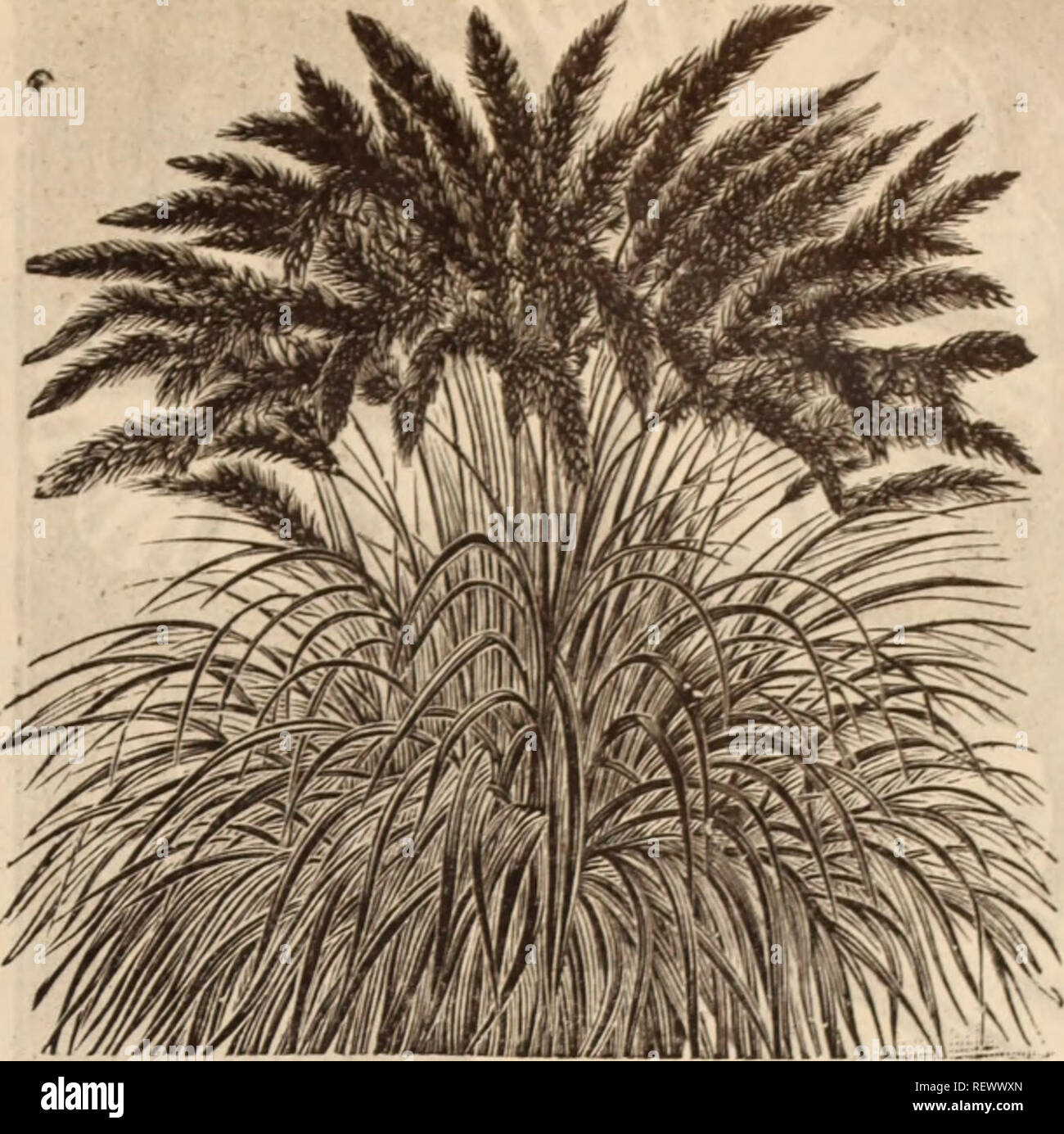 . Dreer's wholesale price list / Henry A. Dreer.. Nursery Catalogue. PENNISETUM RUEPPELIANUM Gloxinia. Our supply of these are from world-renowned sources and can- not fail to give satisfactory results. Tr. pkt. Hybrida grandiflora, choicest mixed; all kinds ... 75 Gourds, Ornamental. Oz. 20 15 15 15 15 15 Mixed varieties. 30 cts. per '/i-lb African Pipe - . Apple=shaped â¢ . Bottle=shaped Calabash or Dipper White Egg Hercules' Club â . Orange Pear-shaped Dish=rag or Sponge Spoon . Turks' Turban . . Warted Godetia. Brilliant. Carmine rose . Duchess of Albany. White Gloriosa. Rich blood-red . R Stock Photo
