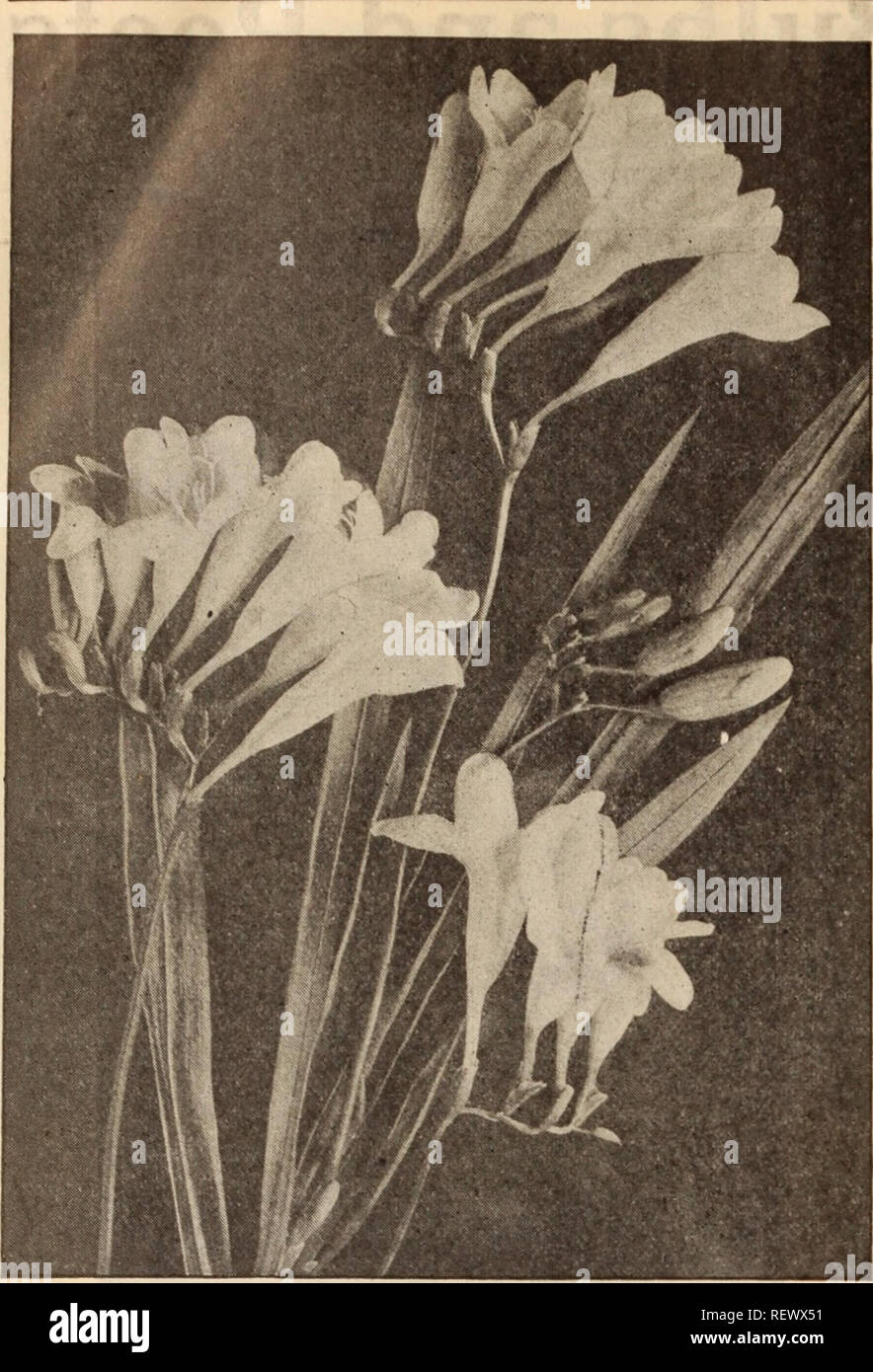 . Dreer's wholesale price list / Henry A. Dreer.. Nursery Catalogue. 10 HENRY A. DREER, PHILADELPHIA, PA., WHOLESALE PRICE LIST. FREESIA IMPROVED PURITY Calochortus. Per 100 Per 1000 Mixed. All colors |1 25 $10 00 Chionodoxa (Glory of the Snow). LuclIIse 75 6 50 Qigantea 85 7 50 Sardensis 75 6 50 Tmouisi ... 1 00 8 00 Clivia (Imantophyllum). Each Per doz. Miniatum. Strong 50 $5 00 Crocus. While chiefly used for planting out of doors, they can be used for pot culture (the named varieties are best for this purpose) and find ready sale in the early spring months. Mammoth Named Crocus. These are l Stock Photo