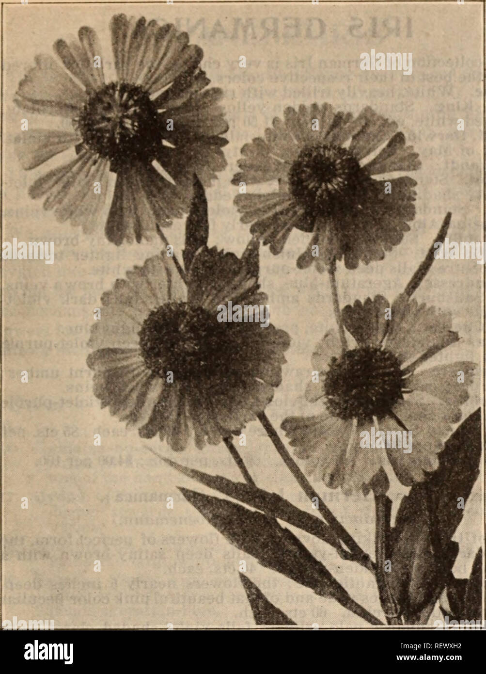. Dreer's wholesale price list / Henry A. Dreer.. Nursery Catalogue. HENRY A. DREER, PHILADELPHIA, PA., WHOLESALE PRICE LIST 45. HELENIUM RIVERTON BEAUTY Geranium (Crane's Bill). Per doz. Per 100 Grandiflorum. 3-inch pots $1 00 $7 00 Platypetalum. 3-inch pots 1 00 7 00 Sanguineum. 4-inch pots 85 6 00 Album. 4-inch pots 85 6 00 Geum (Avens). Atrosanguinea. 3-inch pots 100 7 00 Coccineum. 3-inch pots 1 00 7 00 Heldreichi. 3-inch pots 1 00 7 00 Mrs. Bradshaw (New). 3-inch pots 1 50 10 00 Qunnera. Scabra. Fine strong- plants in 5-inch pots of this grand foliage plant. 35 cents each; $3.50 per doze Stock Photo