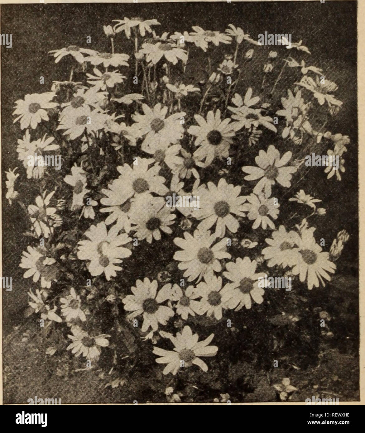 . Dreer's wholesale price list / Henry A. Dreer.. Nursery Catalogue. CAMPANULA MEDIUM (Canterbury Bells) Boltonia (False Chamomile). Perdoz.Per 100 Asteroides. 3'/2-inch pots $0 85 $6 00 Latisquama. 3'/2-inch pots 85 6 00 Nana. 3'/2-inch pots 85 6 00 Campanula (Bell-flower). Alllariaefolia. 3-inch pots 100 7 00 Carpatica. Blue. 3-inch pots 1 00 7 00 White. 3-inch pots 1 00 7 00 Grosseki. 3-inch pots 100 700 Latifolia Macrantha. 3-inch pots 100 7 00 Medium (Canterbury Bell). Blue, white and rose. 4-inch pots .... 1 00 7 00 Persicifolia. 3-inch pots 1 25 8 00 Alba. 3-inch pots 1 25 8 00 Punctata Stock Photo
