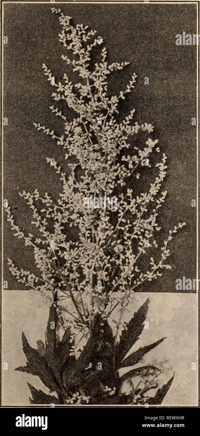 . Dreer's wholesale price list / Henry A. Dreer.. Nursery Catalogue. HENRY A. DREER, PHILADELPHIA. PA., WHOLESALE PRICE LIST 41 Arabis (Rock Cross). Per doz. Per 100 Alpina. Early floweringr, single white $0 85 16 00 Flore Plena. A double white form 1 00 8 00 Armeria (Thrift—Sea Pink). Maritlma Splendens. 3-inch pots . 85 6 00 Alba. 3-inch pots . 85 6 00 Artemisia. Lactlflora. Entirely distinct, growing 3'/4 to 4 feet high, the pani- cles of creamy white Spiraia-like flowers of Hawthorne fragrance, are at their best from the latter part of August to the end of Sep- tember. 20 cts. each ; $2.00 Stock Photo
