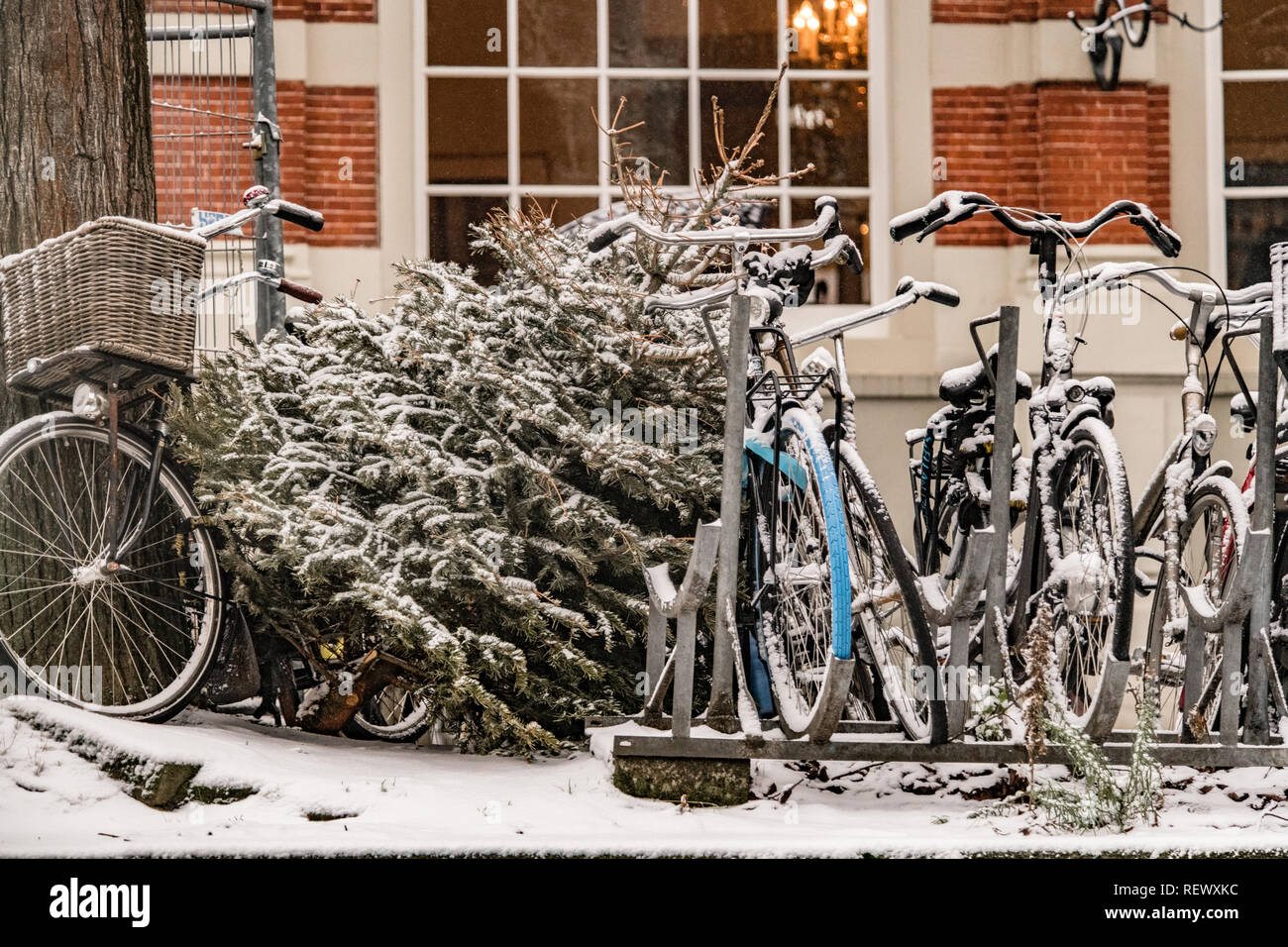 bike and abandoned Christmas tree Stock Photo