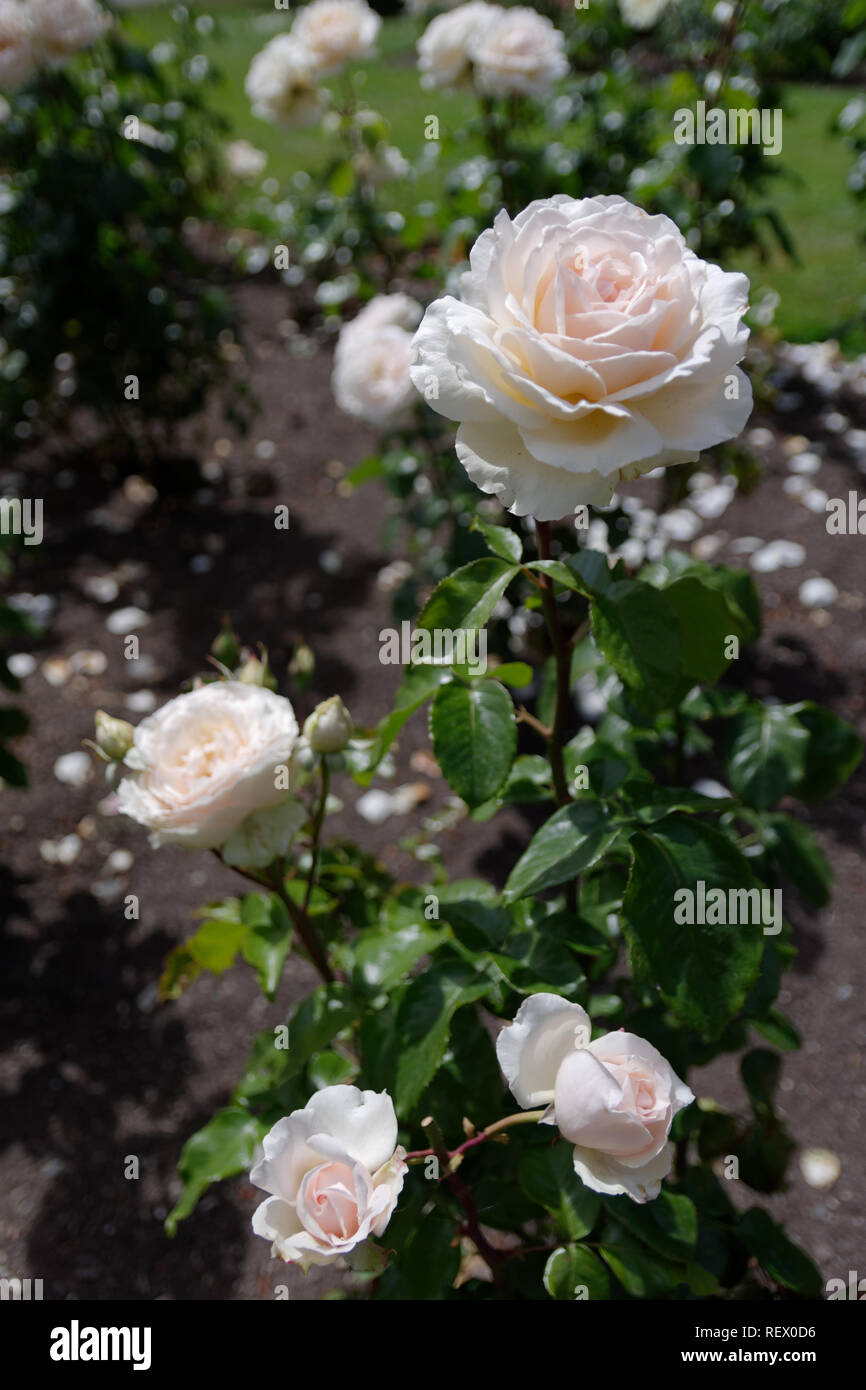 Queenstown gardens hires stock photography and images Alamy