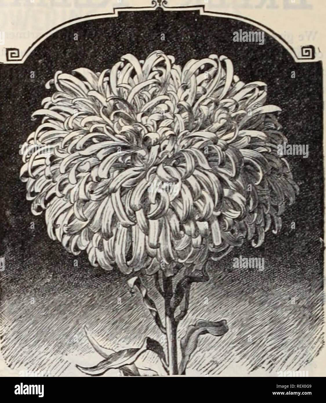 . Dreer's wholesale price list / Henry A. Dreer.. Nursery Catalogue. Giant White Combt Astke. -Asters.—Continued. Crown or Cocardeau, mixed Dwarf Chrysanthemum fid., white. fier)' scarlet dark blue finest mixed Dwarf Queen, snow white mixed Qoliath, white {Afont Blanc) Giant Emperor, mixed Japanese, or Tassel, mixed 50 MIgnon, pure white lilac mixed Pseony Perfection, crimson light blue purple bright pink pure white. finest mixed Queen of the Market, white ^ Earliest . purple V flowering mixed i of all . Rose flowered, deep scarlet, &quot;Fireball&quot;. mixed Snowball or Vhte Princess, pure Stock Photo