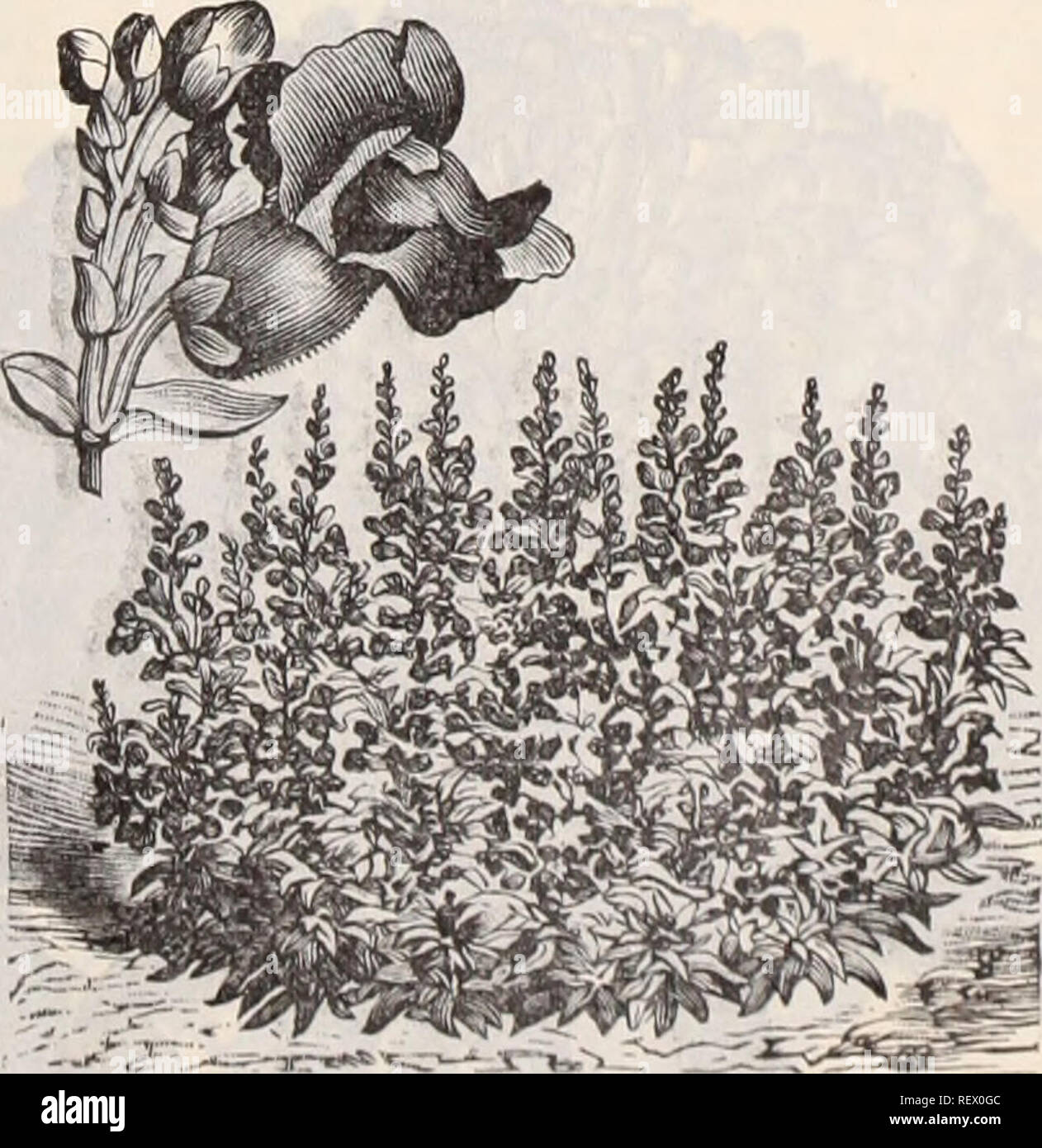 . Dreer's wholesale price list / Henry A. Dreer.. Nursery Catalogue. Alyssum, Little Gem. Antirrhinum majus, mixed, extra fine strain . Firefly, bright red Queen of the North, luhite Niobe, white and crimson Nanum picturatum, striped. ....... Tom Thumb, yellow &quot; &quot; mixed. Giant, ivhite &quot; scarlet &quot; yellotv Aquilegia chrysantha ( Golden Spurred ) . . chrysantha alba coerulea glandulosa single mixed double mixed Arabis alpina, 'uihite springflotver Aralia Sieboldii. 50c. per 1000 seeds. (Ready in April.) Krxa&amp;na. {oxvao's,&amp; {Sea Pitik or Thrift) ..... Tr. pkt. Oz. 10 20 Stock Photo