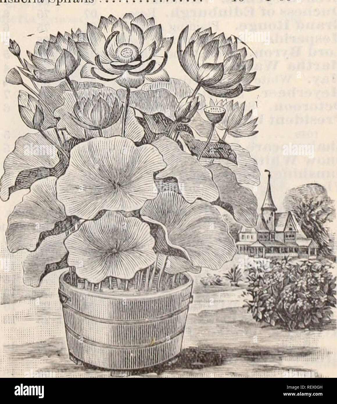 . Dreer's wholesale price list / Henry A. Dreer.. Nursery Catalogue. Nymph^a Zanzibarensis. Tender Water Lilies. Victoria Trickeri $5.00, &quot; Randii $5.00, Euryale Ferox Nymphaea Columbiana &quot; Coerulea &quot; Deaniana &quot; Delicatissima &quot; Devoniensis '' Dentata '' Elegans Flava '' Geo. Huster (new) .. &quot; Gigantea '' Gracilis &quot; Jubilee &quot; Lotus &quot; Pulcherrima &quot; Mexicana ' &quot; O'Maraua &quot; Scutilblia &quot; Rubra &quot; &quot; Rosea &quot; Zanzibarensis, purple &quot; &quot; Azurea. &quot; Rosea.. &quot; Smithiana &quot; Sturtevantii Each. Per doz. |1 50 Stock Photo