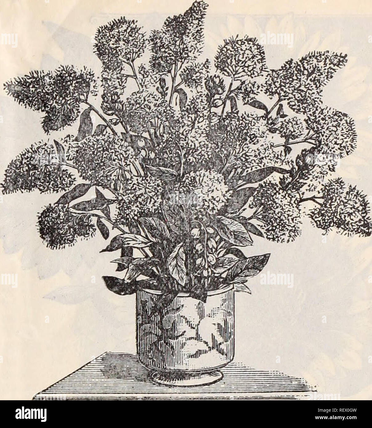 . Dreer's wholesale price list / Henry A. Dreer.. Nursery Catalogue. Campanula Pyeamidalis. Campanula Pyramidalis. The Chimney Bell-Flower. This beautiful bell-flower deserves a place in every gar- den. It is of strong, robust growth and is at its best in mid-summer, when it throws up numerous spikes, (fre- quently 15 to 20) four to five feet high, which are crowded with its large salver-like blue flowers. In Europe this plant is grown quite extensively in pots and is frequently seen in the show-windows of the Florist's stores, for which purpose it is admirably adapted, it pro- ducing a beauti Stock Photo