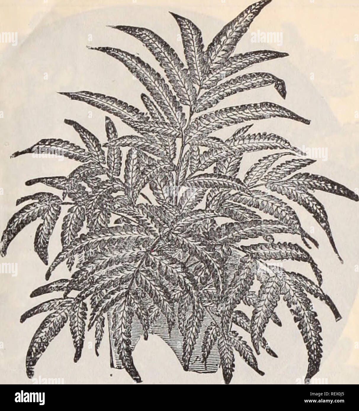 . Dreer's wholesale price list / Henry A. Dreer.. Nursery Catalogue. Platycbkium Stbmmaria (Stag-horn Fern.) Platycerium Alcicorne. (Elks-Horn Fern.) This variety is seen more commonly than any of the Platyceriums, but is still comparatively scarce, and a most interesting, species. 35, 50 and 75 cents each.. La.strea Aristata Variegat.. Platycerinm Stemmaria or IBtliiopica. {&quot; Stag-horn Fern.&quot;) This is a noble-looking Fern. The barren I'onds are very broad, and the fertile ones, which are usually produced in pairs, are divided into two broad lobes and these again terminate in two ob Stock Photo
