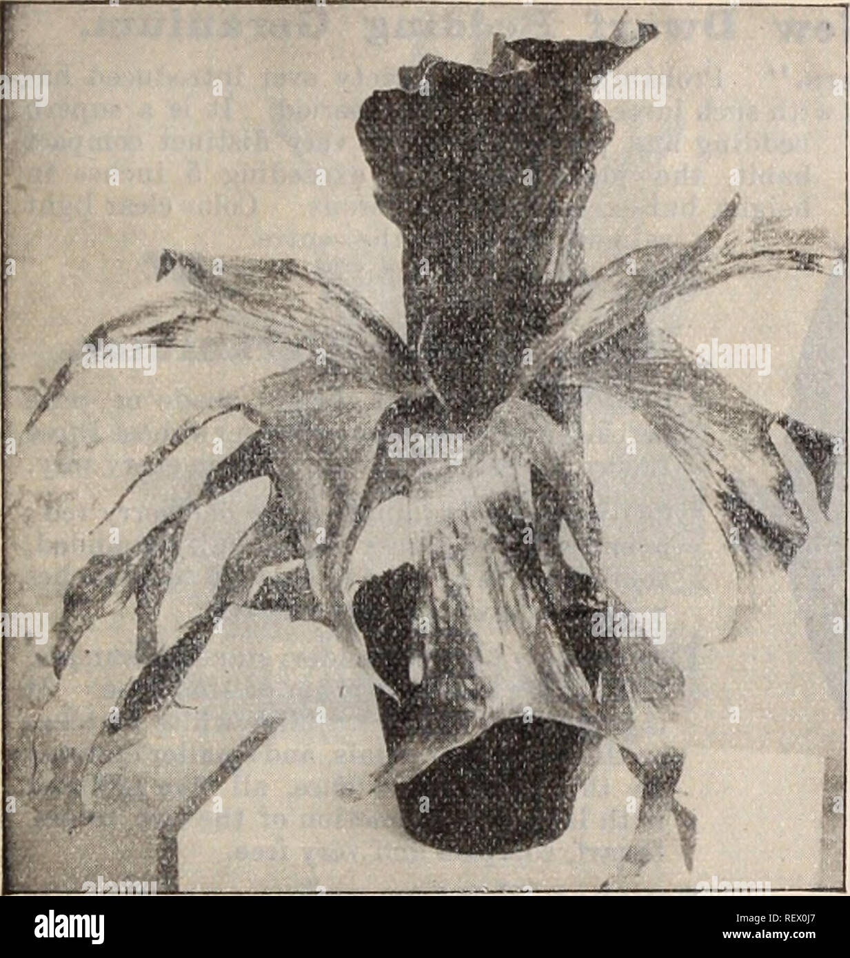 . Dreer's wholesale price list / Henry A. Dreer.. Nursery Catalogue. DREER'S WHOLESALE PRICE LIST. 15. Platycbkium Stbmmaria (Stag-horn Fern.) Platycerium Alcicorne. (Elks-Horn Fern.) This variety is seen more commonly than any of the Platyceriums, but is still comparatively scarce, and a most interesting, species. 35, 50 and 75 cents each.. Please note that these images are extracted from scanned page images that may have been digitally enhanced for readability - coloration and appearance of these illustrations may not perfectly resemble the original work.. Dreer, Henry A. (Firm); Dreer, Henr Stock Photo