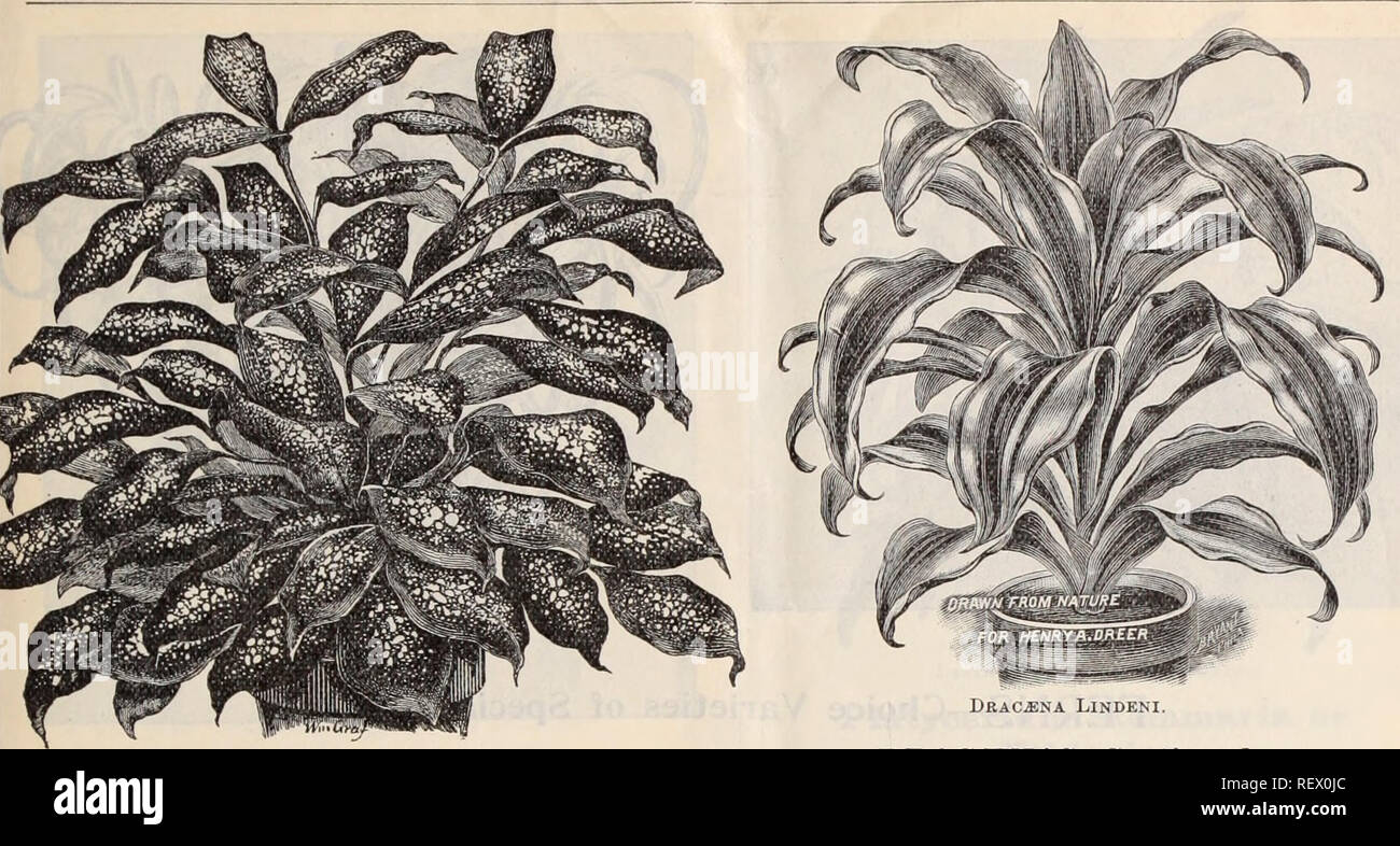 . Dreer's wholesale price list / Henry A. Dreer.. Nursery Catalogue. DREER'S WHOLESALE PRICE LIST. 13. Drac^na Godseffiana. DRAC/ENAS. Dracaena Godseffiana. Undoubtedly one of the most striking new ornamental foliage plants of recent introduction. As shown in the illustration, the plant is of an entirely different habit and appearance from all other Dracaenas ; it is of free-branching habit, and throws out many suckers from the base so as to form beautiful, compact, graceful specimens in a very short time. Its foliage is broadly lanceolate, 5 to 6 inches long, and 2 to 3 inches wide ; of a str Stock Photo