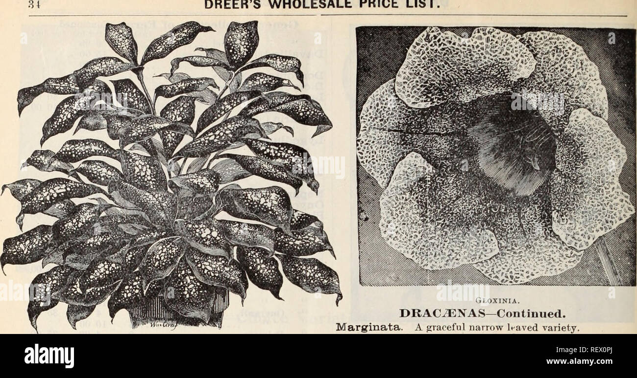. Dreer's wholesale price list / Henry A. Dreer.. Nursery Catalogue. DREER'S WHOLESALE PRICE LIST.. UBAf'aSNA GODSKIFIANA. DRAC^NAS. Dracaena Godseffiana. Undoubtedly one of the most striking new ornamental foliage plants of recent introduction. As shown in the illustration, the plant is of an entirely different habit and appearance from all other Draca;nas ; it is of free-branching habit, and throws out many suckers from the base so as to form beautiful, compact, graceful specimens in a very short time. Its foliage is broadly lanceolate, 5 to 6 inches long, and 2 to 3 inches wide ; of a stron Stock Photo
