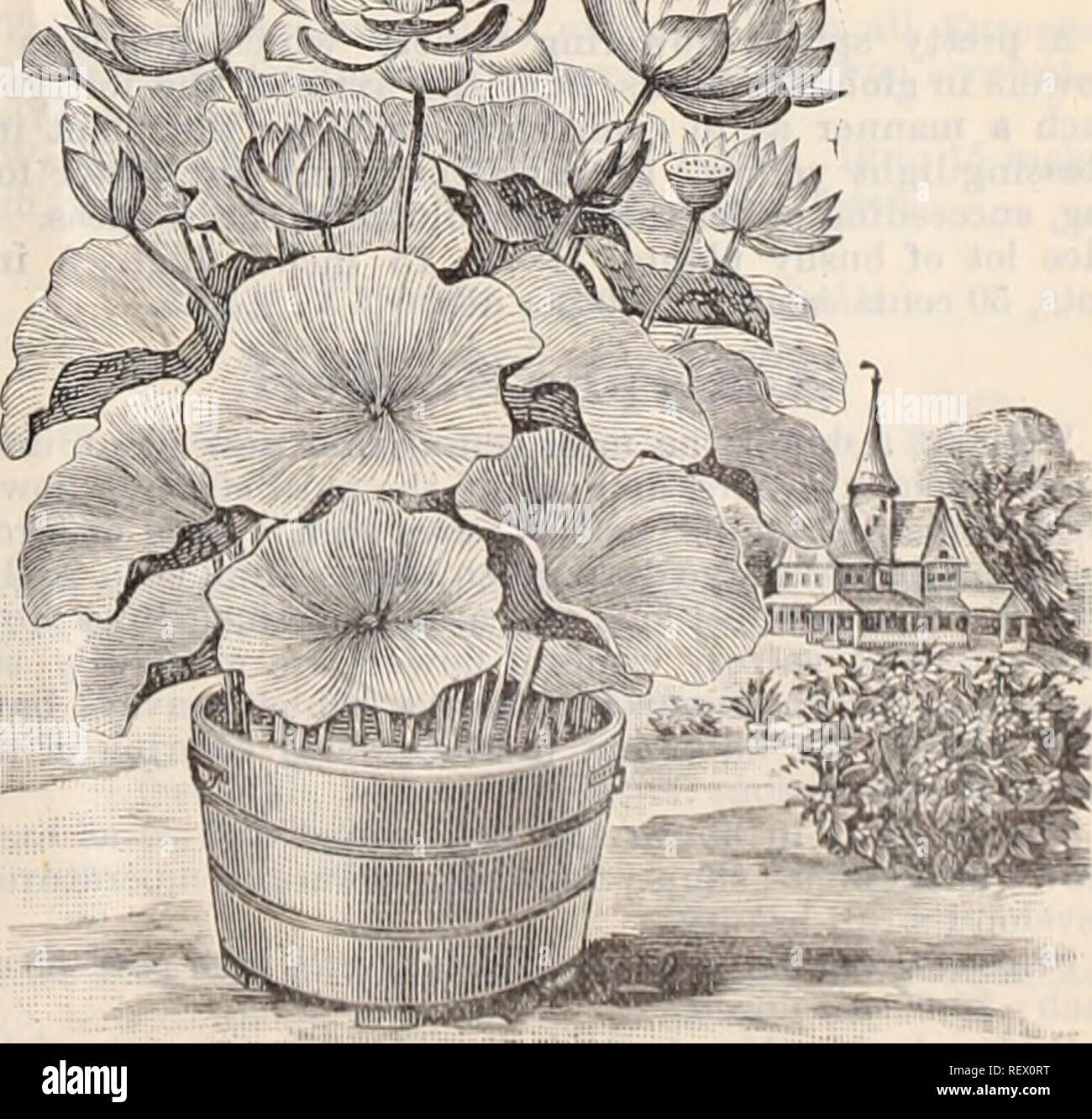 . Dreer's wholesale price list / Henry A. Dreer.. Nursery Catalogue. Nymph^a Zanzibarensis. Tender Water Lilies. Victoria Trickeri $5.00, $7.50 and $10.00 each. &quot; Randii $5.00, |7.50 and $10.00 each. Each. Per doz. Per 100. Euryale Ferox Nymphsea Columbiana &quot; Coerulea &quot; Deaniana &quot; Delicatissima &quot; Devoniensis '' Dentata '' Elegans &quot; Flava &quot; Geo. Huster (new) .. &quot; Gigantea &quot; Gracilis &quot; Jubilee &quot; Lotus &quot; â¢Pulcherrima &quot; Mexicana &quot; O'Marana &quot; Scutifolia &quot; Rubra &quot; &quot; Rosea &quot; Zanzibarensis, purple &quot; &q Stock Photo
