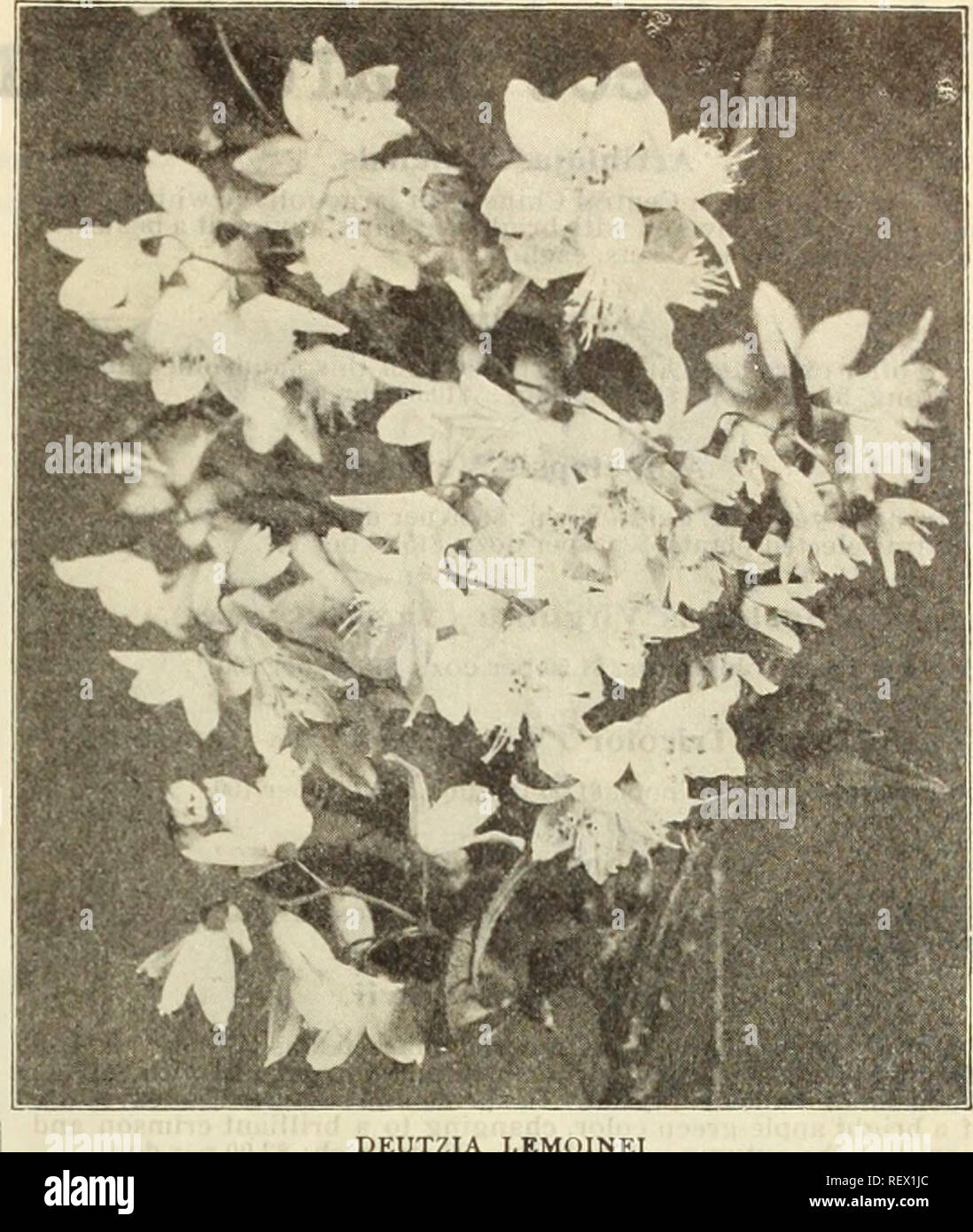 . Dreer's wholesale price list : seeds, plants, bulbs, etc. Bulbs (Plants) Catalogs; Flowers Seeds Catalogs; Vegetables Seeds Catalogs; Nurseries (Horticulture) Catalogs. HENRY A. DREER, PHILADELPHIA* PA., WHOLESALE PRICE LIST 55 Rhododendron Punctatum. A distinct native species of compact spreading habit, splendid for exposed positions, being- absolutely hardy, producing masses of medium sized purplish-rose colored flowers. 75 cts each. Golden Variegated Privet. ( Li&lt;;ustrum Ovalifolium Aureum.) A fine lot of bushy plants of this useful, ornamental, golden variegated shrub, 18 to 24 inches Stock Photo