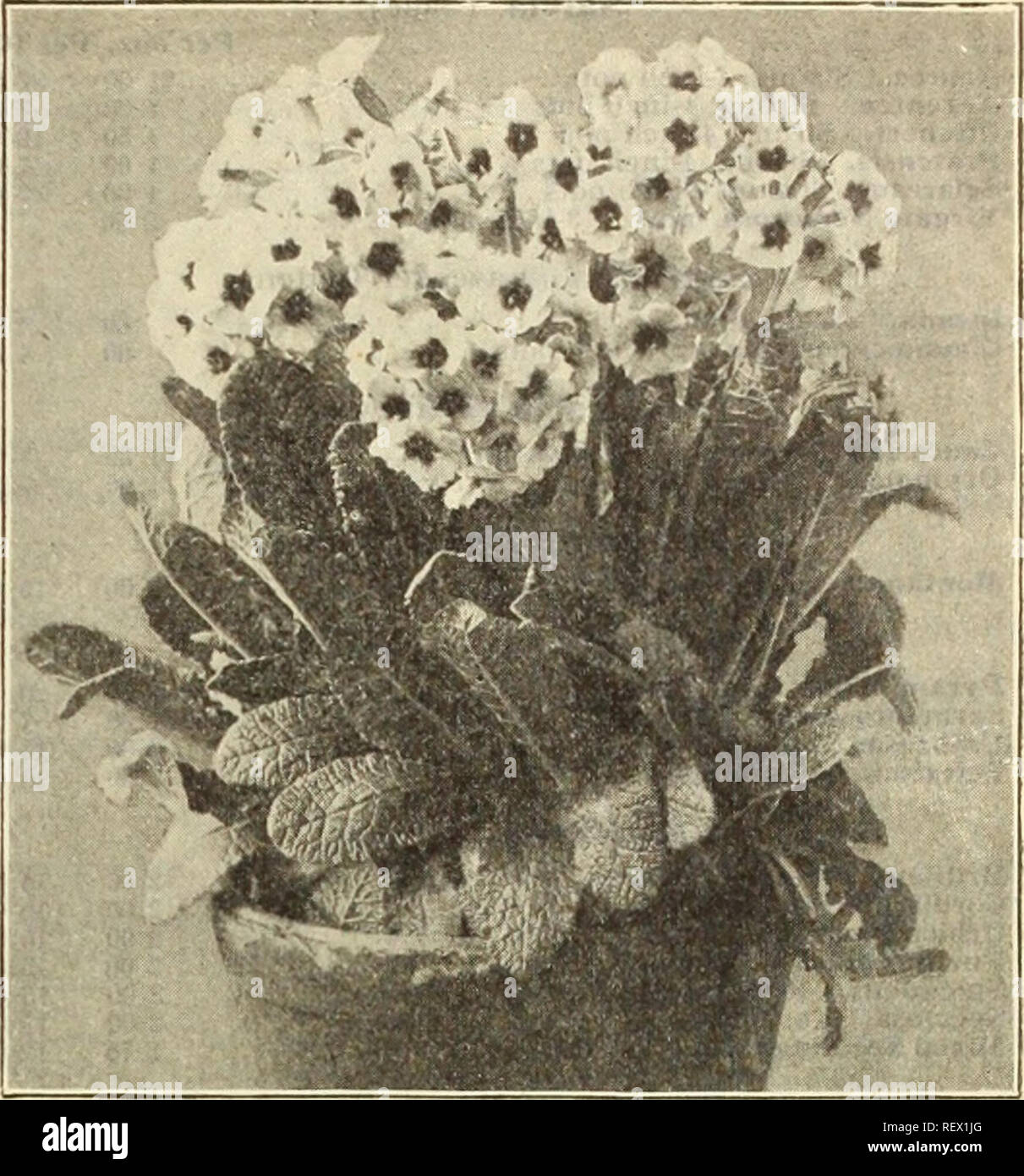 . Dreer's wholesale price list : seeds, plants, bulbs, etc. Bulbs (Plants) Catalogs; Flowers Seeds Catalogs; Vegetables Seeds Catalogs; Nurseries (Horticulture) Catalogs. HENRY A. DREER, PHILADELPHIA. PA., WHOLESALE PRICE LIST 51 Phlox Subulata. (Moss Pinks or Mountain Pinks.) Alba. White. .Atropurpurea. Purplish-rose. Bridesmaid. Purplish tinted white, with deeper eye. Lllacina. Ligrht lilac. Nelsonl. Pure white. Rosea. Bright rose. 75 cts. per doz.; $5.00 per 100; $40.00 per 1000. PhloxâVarious Types. Per doz. Per 100 DIvarlcata Alba Qrandlflora. New large, white-flow- ered form $2 00 $15 00 Stock Photo