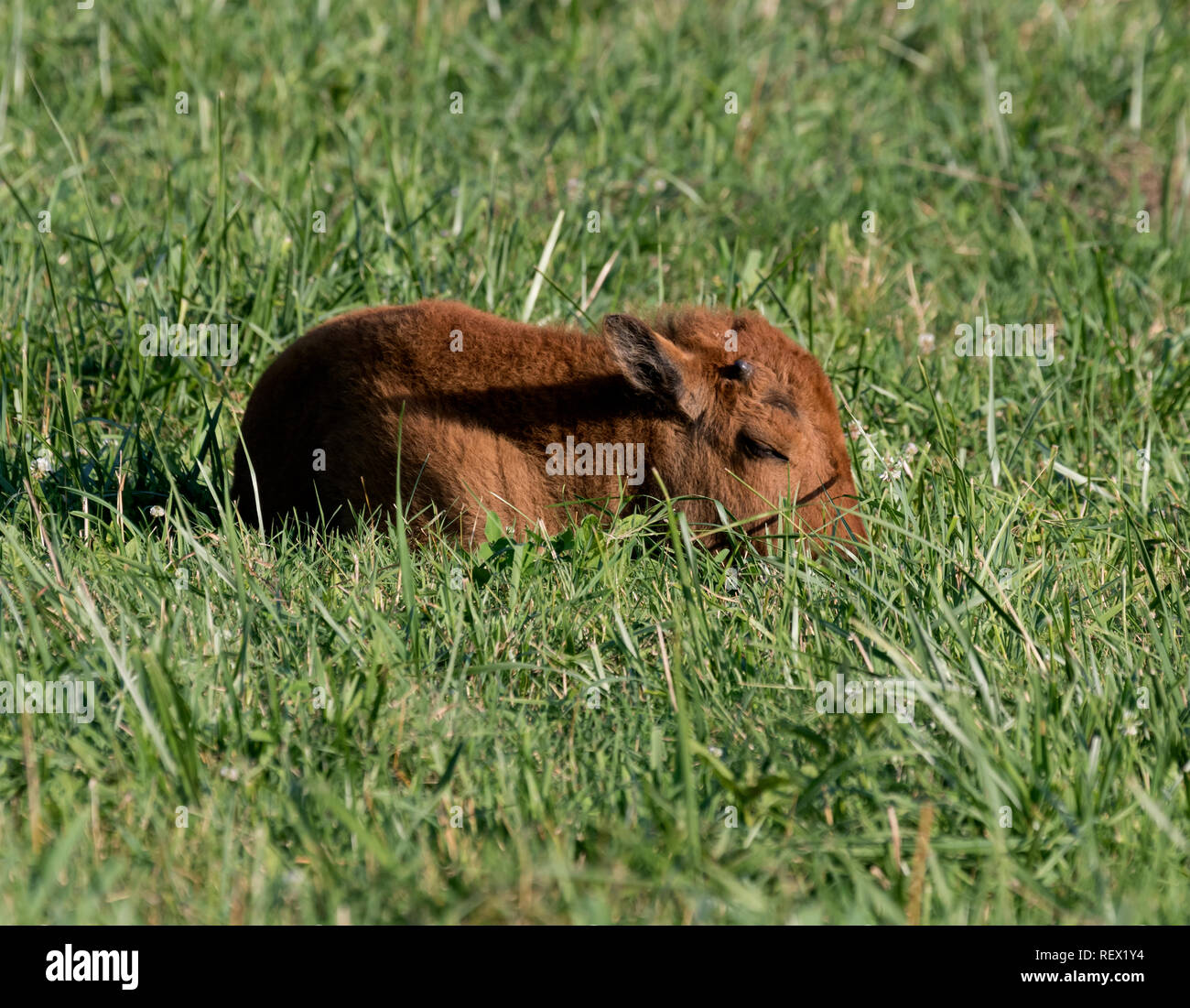 American Bison Stock Photo