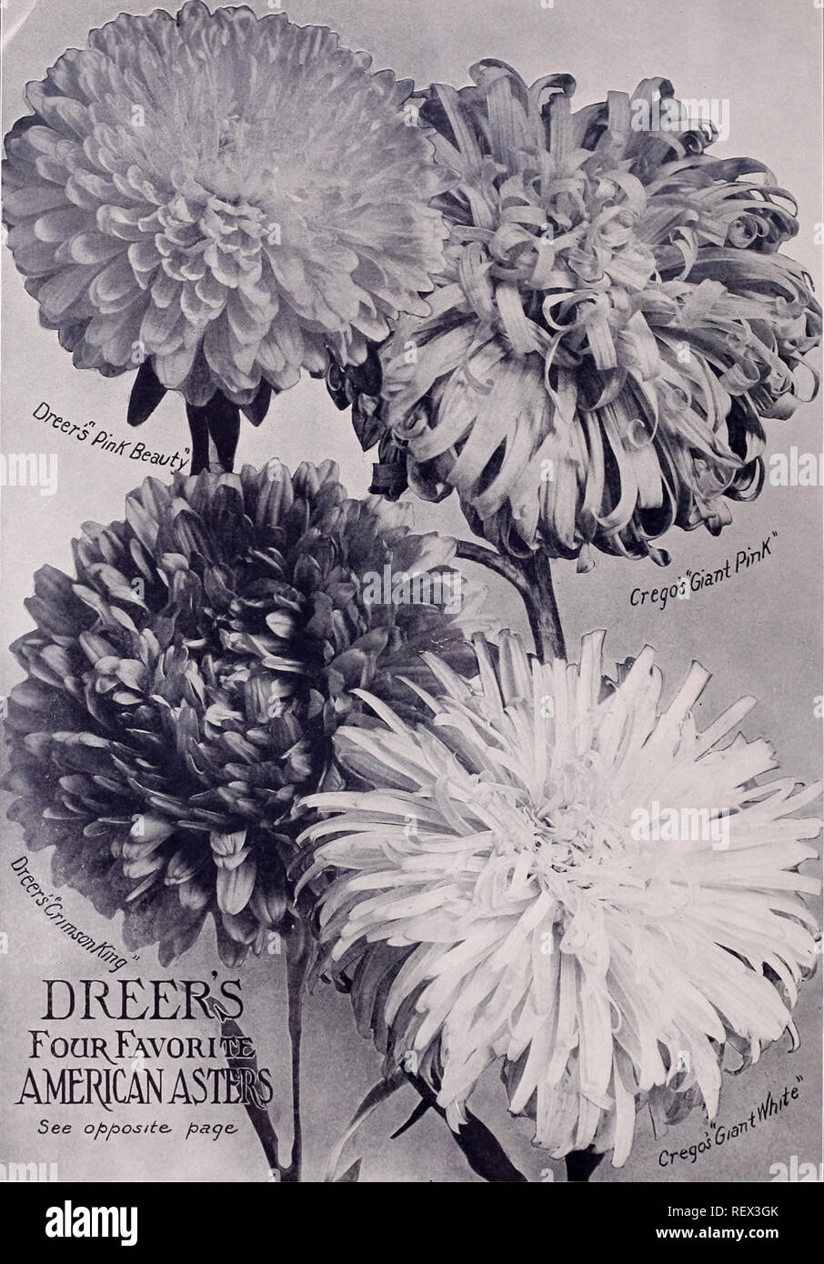 . Dreer's wholesale price list spring edition April 1910 June : seeds plants and bulbs for florists fertilizers, insecticides, tools, sundries, etc. Bulbs (Plants) Catalogs; Flowers Seeds Catalogs; Vegetables Seeds Catalogs; Nurseries (Horticulture) Catalogs. DREERs FoqrJavoriI AFRICAN AS' See opposite, [oaqc>. Please note that these images are extracted from scanned page images that may have been digitally enhanced for readability - coloration and appearance of these illustrations may not perfectly resemble the original work.. Henry A. Dreer (Firm); Henry G. Gilbert Nursery and Seed Trade Stock Photo