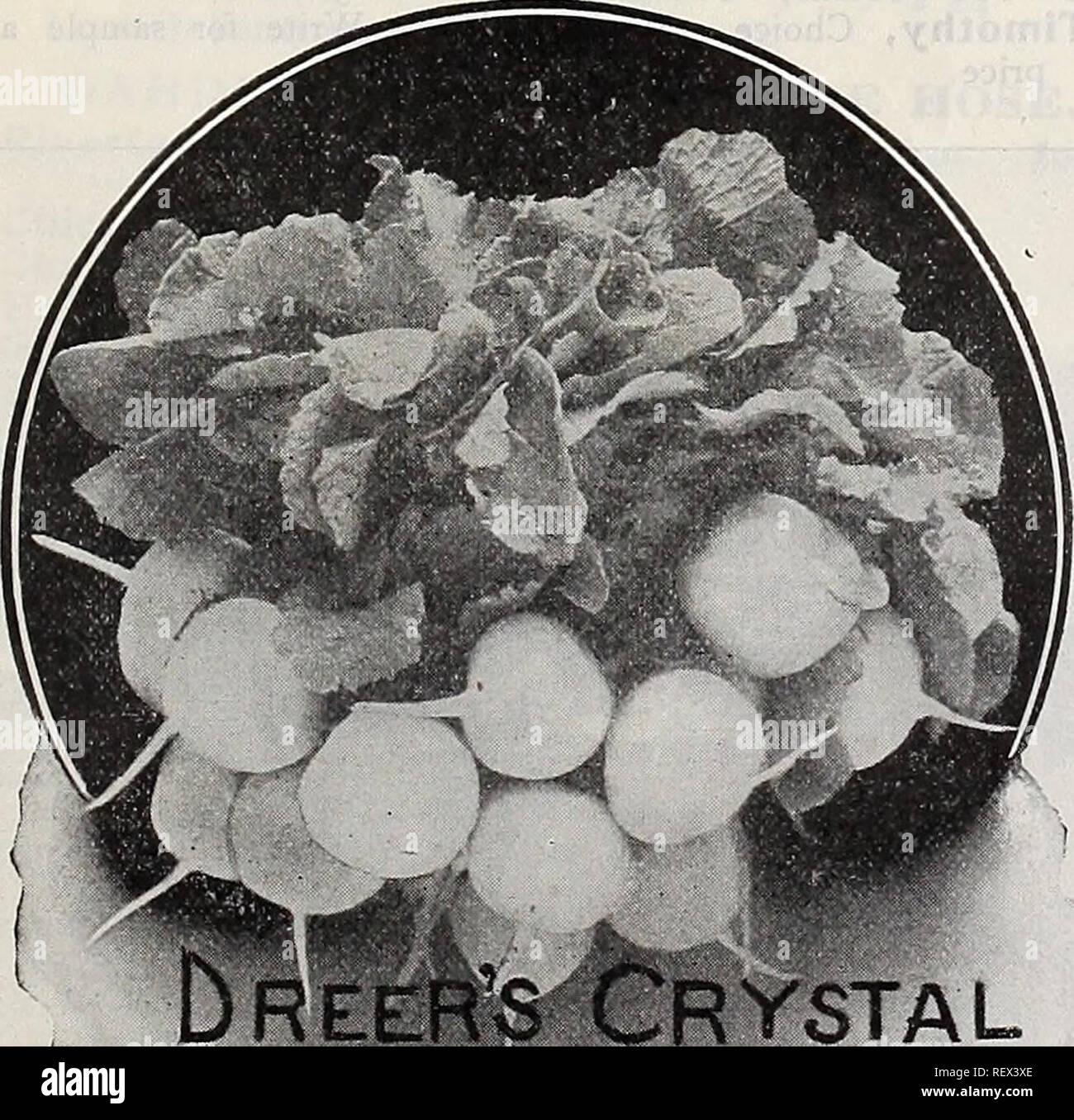 . Dreer's wholesale price list : bulbs for florists plants for florists flower seeds for florists vegetable and grass seeds, fertilizers, insecticides tools, sundries, etc. Bulbs (Plants) Catalogs; Flowers Seeds Catalogs; Vegetables Seeds Catalogs; Nurseries (Horticulture) Catalogs; Gardening Equipment and supplies Catalogs. Radish. Cardinal Globe. 5 lbs., $3.00 Crimson Giant ... Dreer's Crimson Ball Dreer's Crystal Forcing . . Dreer's Earliest White Globe French Breakfast Scarlet Frame Early Scarlet Turnip White Tipped Scarlet Gem . Round Red Forcing White Box Early White Turnip Dreer's First Stock Photo