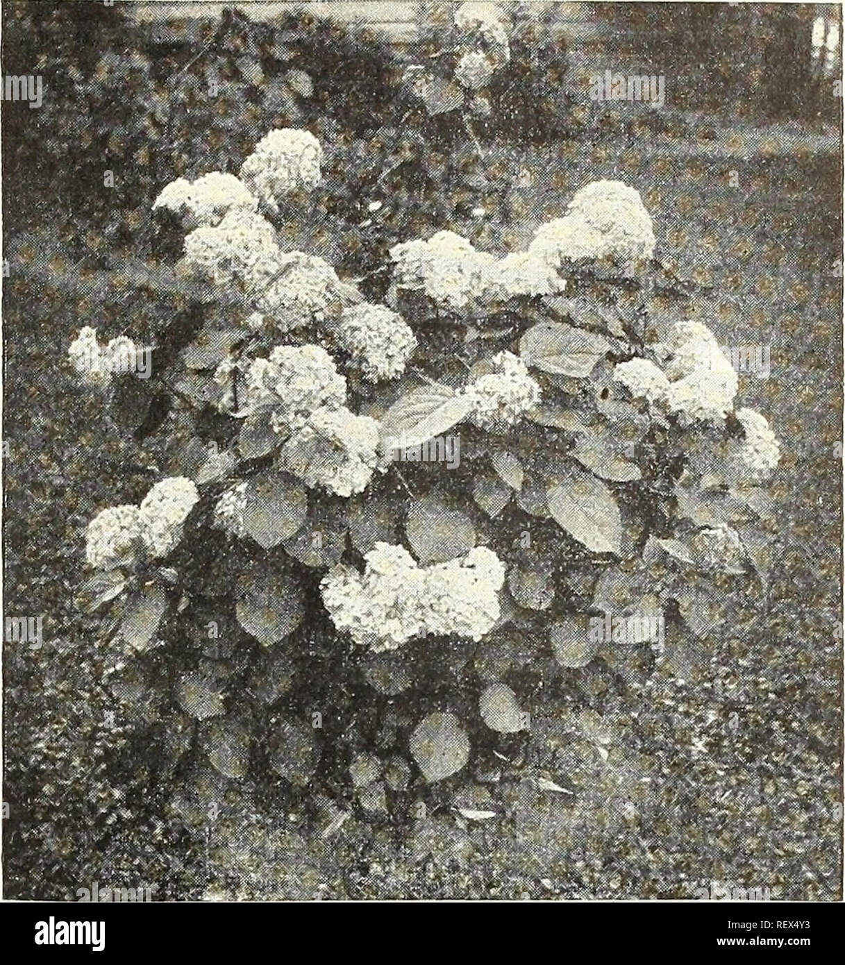 Woody Landscape Plants By Vickie Bartman Issuu