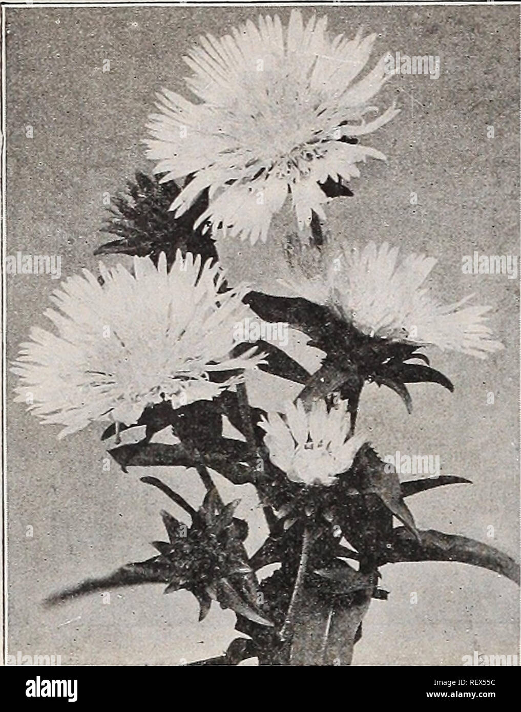 . Dreer's wholesale price list : seeds for florists plants vegetable seeds, tools, fertilizers and sundries. Bulbs (Plants) Catalogs; Flowers Seeds Catalogs; Vegetables Seeds Catalogs; Nurseries (Horticulture) Catalogs. 50 HMRY A. DEEER, Philadelphia, Pa.. Stokesia Cyanea Spiraea Aruncus Kneiffi. This handsome Meadow Beauty is practically unknown. It is per- fectly hardy and should find a place in a damp position in the per- ennial border, where, under favorable conditions, it will form a plant 3 to 4 feet high, with finely divided, graceful, fern-like foliage and great sprays of feathery, sil Stock Photo