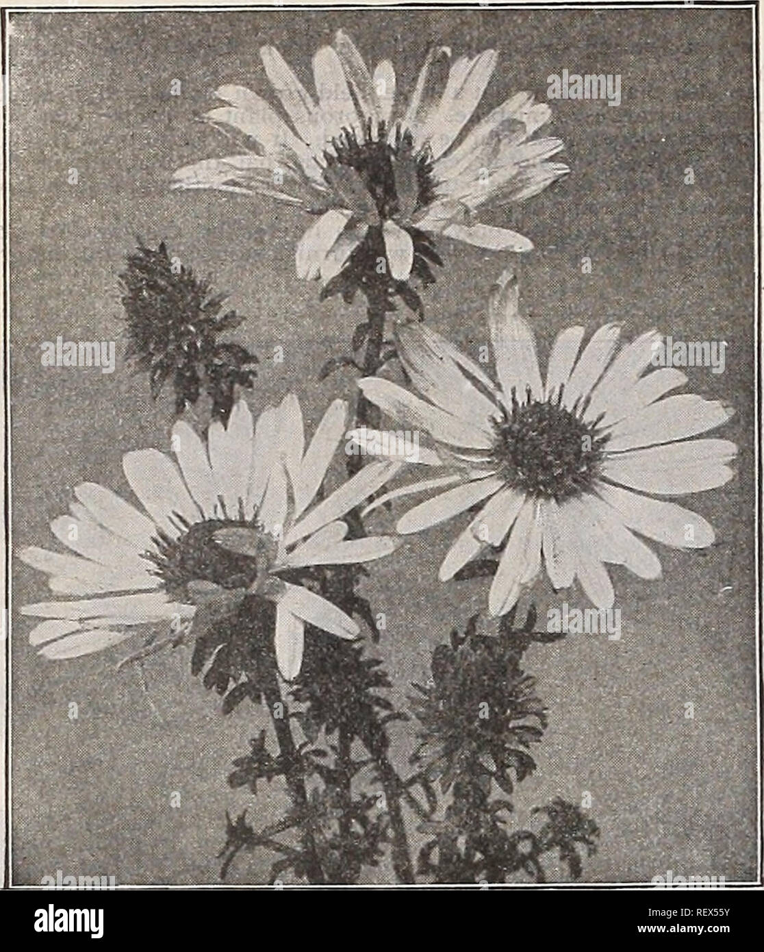 . Dreer's wholesale price list : seeds for florists plants vegetable seeds, tools, fertilizers and sundries. Bulbs (Plants) Catalogs; Flowers Seeds Catalogs; Vegetables Seeds Catalogs; Nurseries (Horticulture) Catalogs. 40 W &quot;ff T HENRY A. DREER, Philadelphia, Pa.. ASTER GRANDIFLORUS Arenaria. (Sand-wort.) Per doz. Per 100 Caespitosa. 3-inch pots $0 85 $6 00 Montana. 2%-inch pots 85 6 00 Armeria. (Thrift—Sea Pink.) Maritime Splendens. 3-inch pots &quot; Alba. 3-inch pots Artemesia. Abrotamnum. Strong divisions Purshiana. 4-inch pots ..... Stellariana. 3-inch pots . . 85 85 6 00 6 00 85 85 Stock Photo