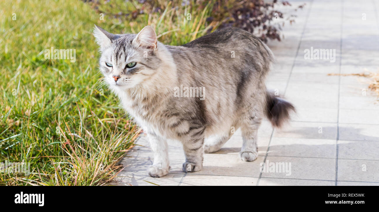 Long haired cat of livestock in a garden, siberian purebred