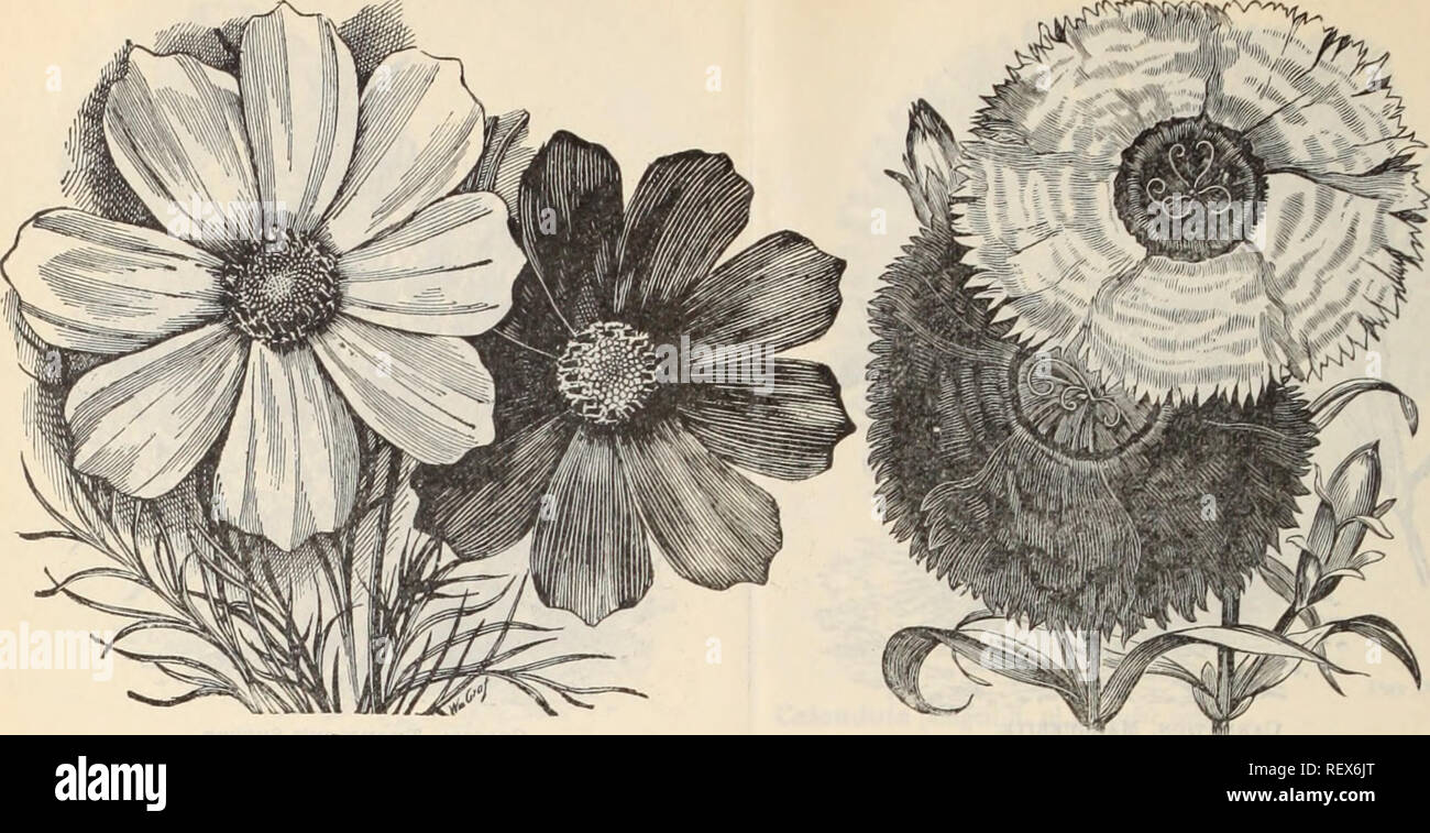 . Dreer's wholesale price list / Henry A. Dreer.. Nursery Catalogue. 38. Cosmos. DiANTHDS, &quot;Crimson Belle,&quot; &quot;Eastkbn Quekn.&quot; Centrosema grandiflora, climber. . Cerastium, tomentosum [Snow itz SuJiimer) Chrysanthemum, single annual mixed Chameleon double annual fringed, mixed .... inodorum plenissimum, double white . frulescens grandiflorum (Paris Daisy) Japanese large flowering maximum Triumph,7?Â«? hardy perennial Cineraria hybrida choice mixed, tall&quot;) very hybrida choice mixed, dwarf . J fine, hybrida, Dreer's Prize, tall &quot;(the finest strains &quot; &quot; &quot Stock Photo