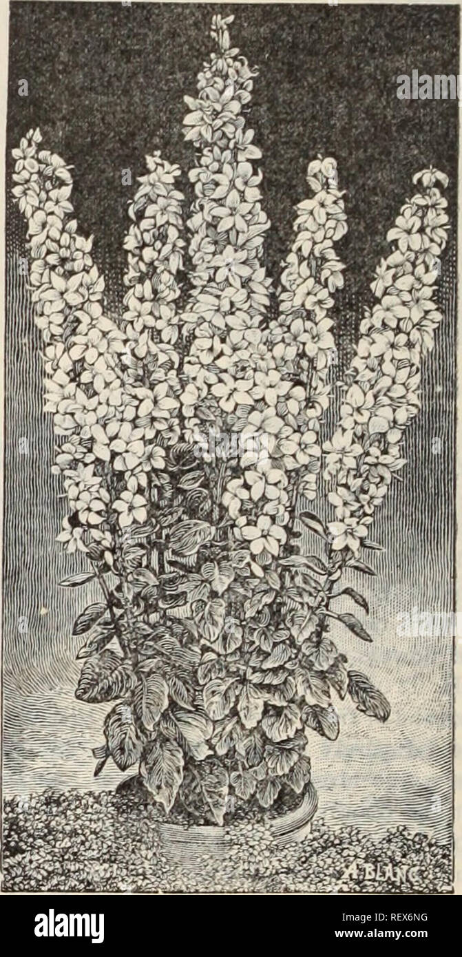 . Dreer's wholesale price list / Henry A. Dreer.. Nursery Catalogue. â t^^'f^rv^. ^ - â¢:*L,-T- Arabis Alpina. Achillea (Milfoil). Per doz. 75 60 60 Filipendulina. Strong divisions Millefolium Roseum. Strong divisions The Pearl. 2i-inch pots Aconitum (Monkshood). Barbatum. Strong 1 25 Napellus. &quot; 1 25 Adonis. Pyrenaica. Strong 2 00 Vernalis. Strong 1 25 .Â£gOpodium (Bishops Weed). Podagraria Variegata. 2 J-inch pots. 60 Ajuga (Bugle). Reptans Variegata. 3-inch pots 1 00 Anthemis (Hardy Golden Marguerite) Tlnctoria. 2i-inch pots 60 &quot; Kelwayi. 2J-inch pots 60 Antfaiericiim (St. Brunos  Stock Photo