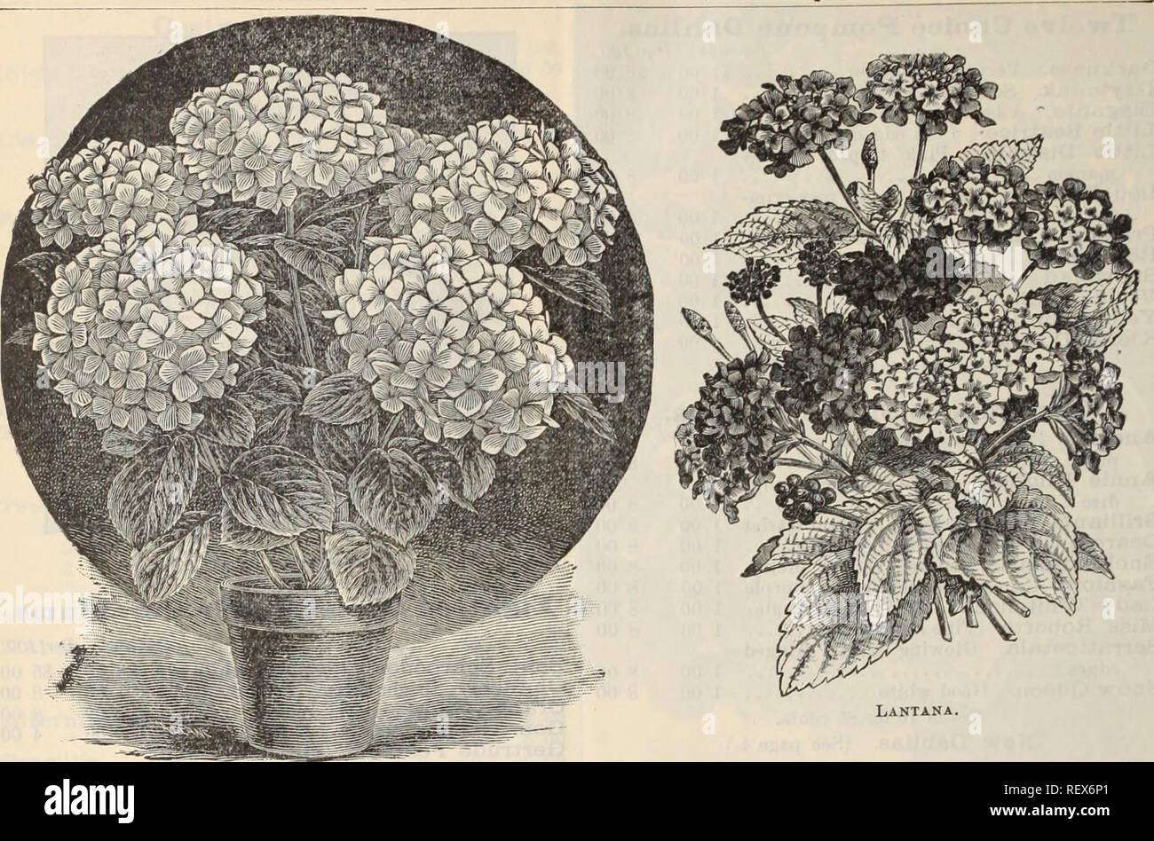 . Dreer's wholesale price list / Henry A. Dreer.. Nursery Catalogue. 16 HENRY A. DREER. 714 Chestnut Street, Philadelphia, Pa,. Hydrangea Otaksa Monstbosa. Gloxinia. Per doz. Per 100. Crassifolia Grandiflora. (See p. 6)... 50 f 4 00 Bine Spotted, &quot; 6 ... 50 4 00 Red Spotted, &quot; 6 ... 50 4 00 Pare White, &quot; 6 ... 50 4 00 Heliotropes. Chieftain. Lilac large truss 50 4 00 Comtesse Mortemart. Velvety blue.. 50 4 00 Mad. Bruant. Very dark blue 50 4 00 Mad. Rene Andre. Dark violet 50 4 00 Mad. de Blonay. Large v?hite 50 4 00 Mad. de Bussey. Large dark purple... 50 4 00 Liizzie Cook. Dee Stock Photo
