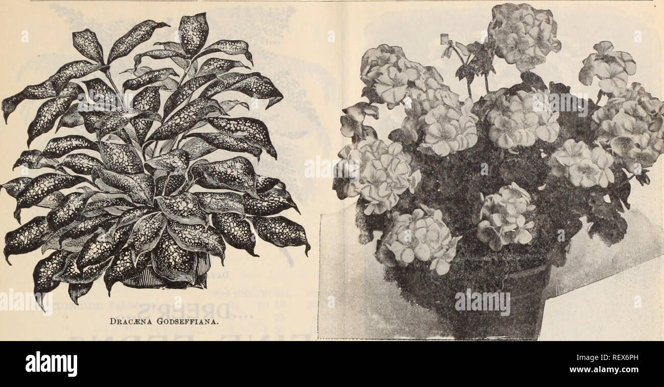 . Dreer's wholesale price list / Henry A. Dreer.. Nursery Catalogue. WHOLESALE PRICE LIST.. Dracaena Godseffiana. Undonbtedly one of the most striking dcw ornamental foliage plants of recent introduction. The plant is of an entirely different habit and appearance from all other Dracsenas; it is of free-branching habit, and throws out many suckers from the base so as to form beautiful, com- pact, graceful specimens in a very short time. Its foliage is broadly lanceolate, 5 to 6 inches long, and 2 to 3 inches wide ; of a strong leathery texture ; rich dark green color, densely marked with irregu Stock Photo