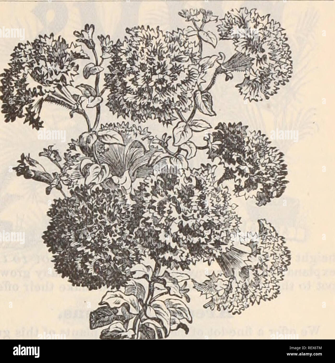 . Dreer's wholesale price list / Henry A. Dreer.. Nursery Catalogue. FINE FERNS.-(Continued.) Size pots Cyrtomium Falcatum 2 '' Opaca.. U ii Lomaria Ciliata. Nephrodium Hertipes. 3 &quot; &quot; 4 Davallia Stricta 2J &quot; 3 &quot; Fijiensis Plumosus 3 &quot; &quot; Majus 3 Dictyogramma Japonica 3 Didymochlaena Truucatula 3 Doodia Aspera multifida 2J &quot; &quot; &quot; 3 Qymnogramma Sulphurea 3 Lastrea Aristata Variegata 2 3 &quot; Chrysoloba 2} '« &quot; 3 2i 3 n 3 Lygodium Scandens 3 &quot; Dichotomum 3 Microlepia Hirta Crista 2J &quot; 3 3 5 3 2i n 3 4 6 4 4 3 n 3 5 2 3 3 2} 3 3 3 2} 3  Stock Photo