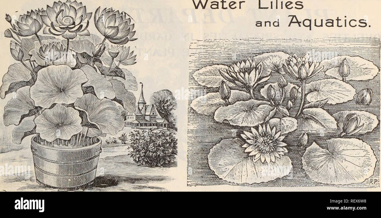 . Dreer's wholesale price list / Henry A. Dreer.. Nursery Catalogue. WHOLESALE PEICE LIST. 21 Water Lilies and Aquatics.. Nklcmbiom Spkciosum. Nymph^a Zanzibarensis. THREE NEW AMERICAN NYMPH^AS. Wm. Falconer, $25.00 each. Wm. Doogue, $5.00 each. Jas. Gurney, $10.00 each. For full descriptions of the above Three Grand Novelties, see page 105 of our retail catalogue. Tender Water Lilies. Victoria Trickeri, $3.50, $5.00 and &quot; Randii, $3.50, $5.00, and ^ &quot; Regia, $3.50, $5.00 and $7 Euryale Ferox Nymphsea Columbiana &quot; Ccerulea. &quot; Deaniana &quot; Delicatissima &quot; Devouiensis Stock Photo